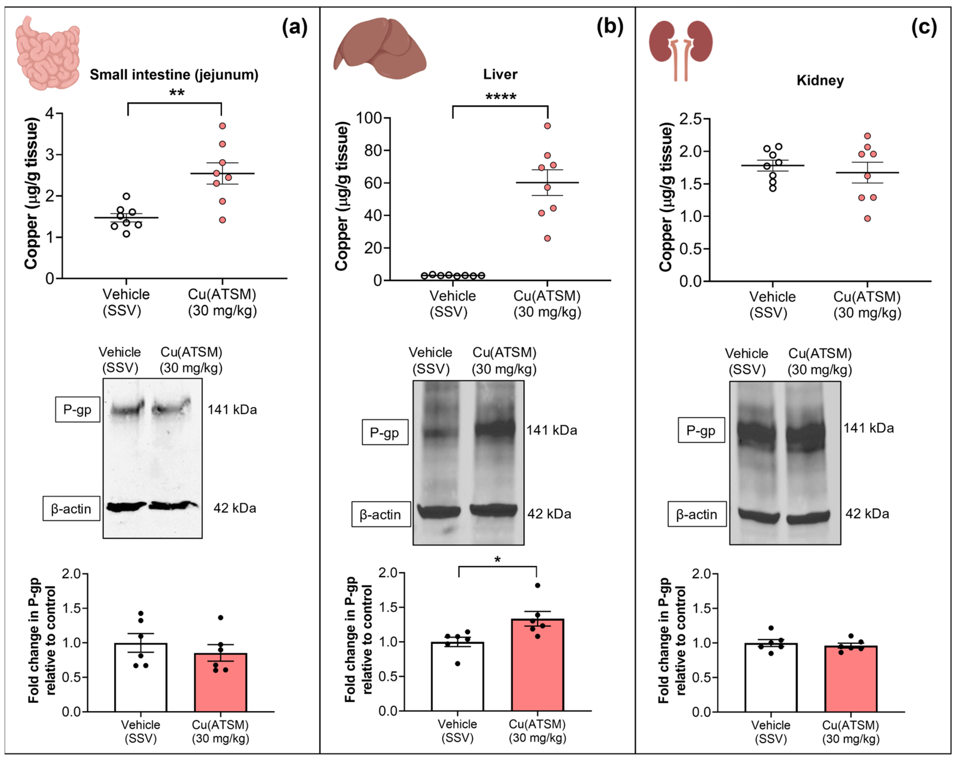 Pharmaceutics 15 02084 g005 Pharmaceutics 15 02084 g005