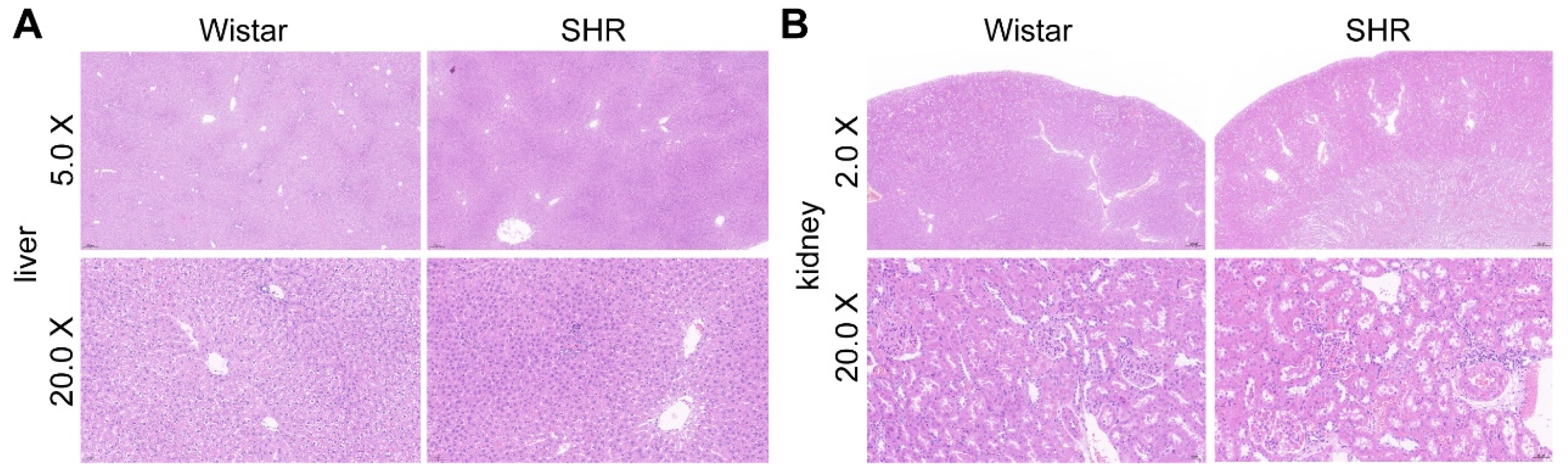 Pharmaceutics 15 02085 g008 Pharmaceutics 15 02085 g008