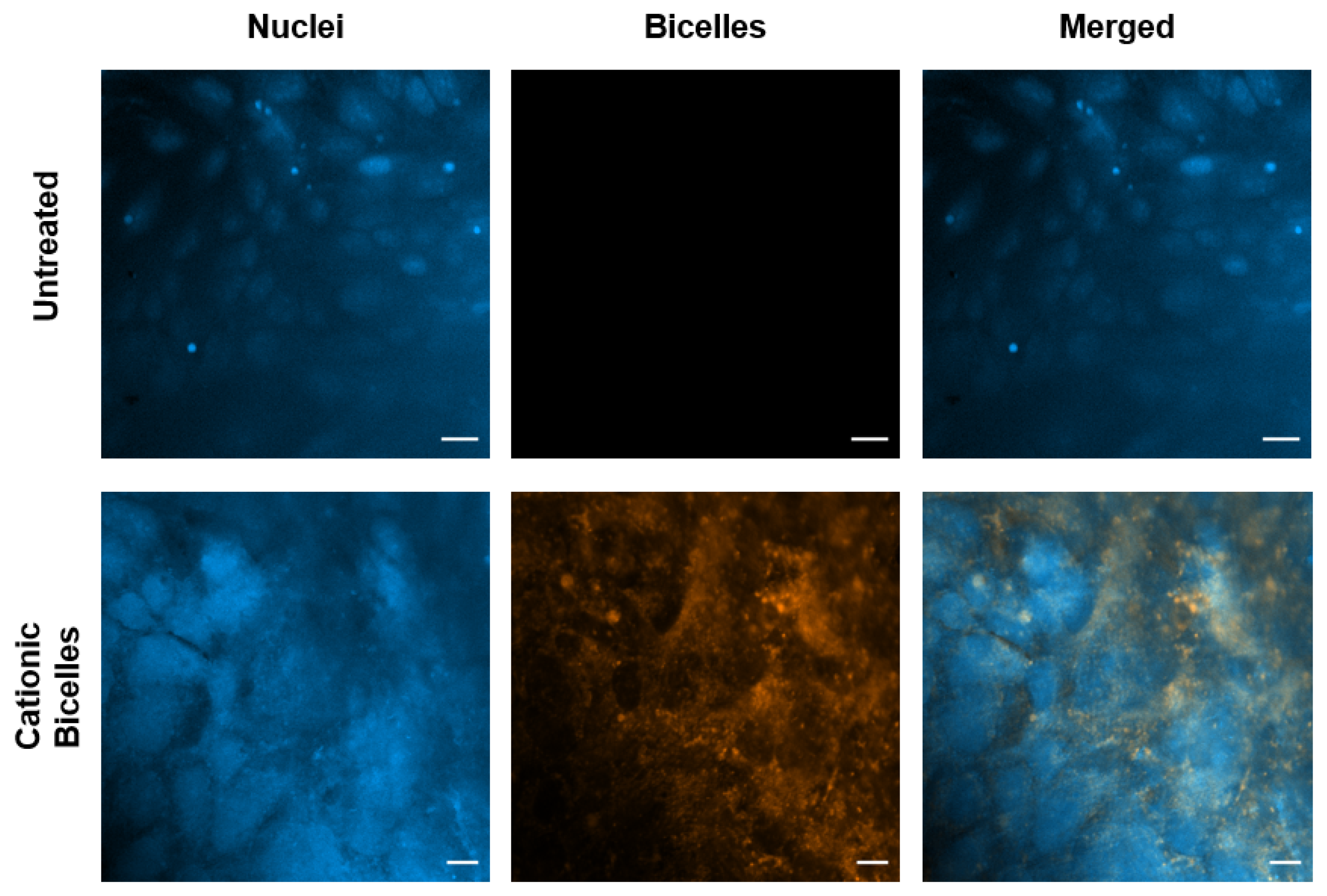 Pharmaceutics 15 02086 g011