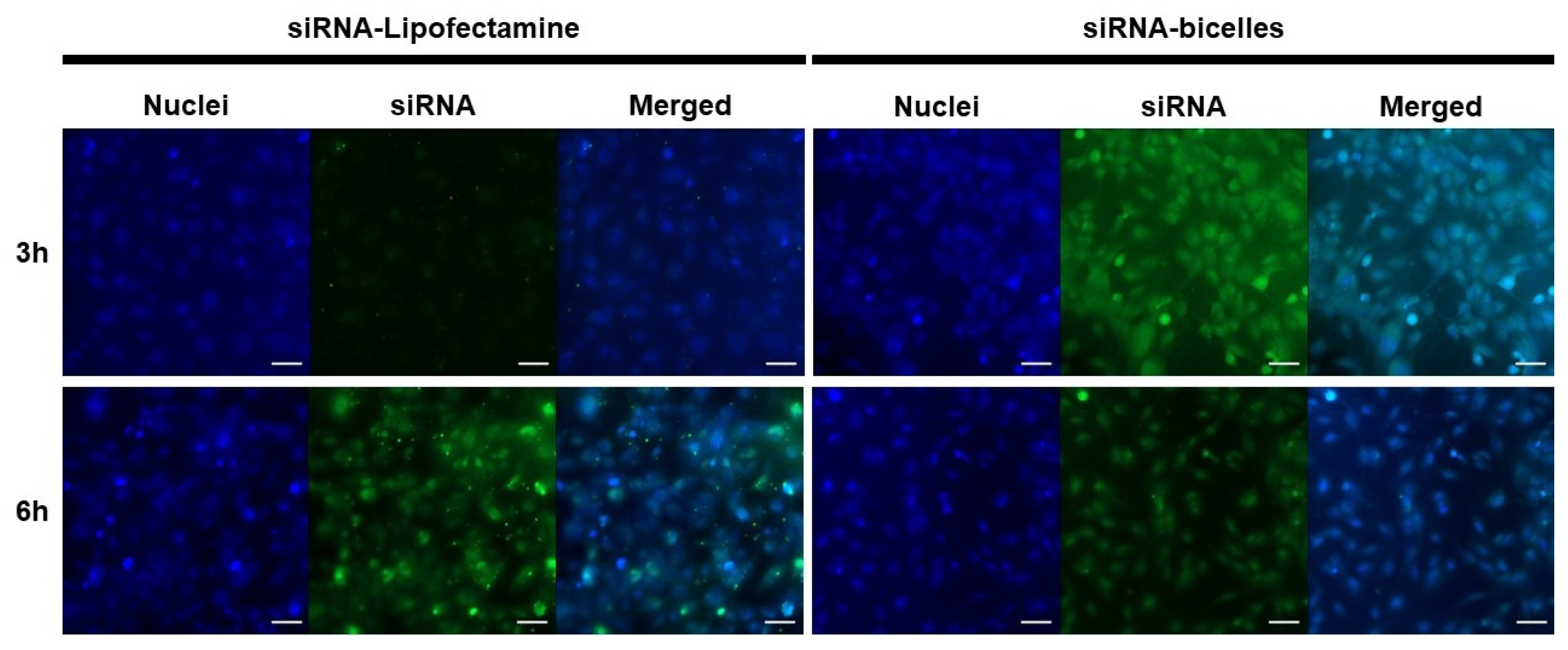Pharmaceutics 15 02086 g012