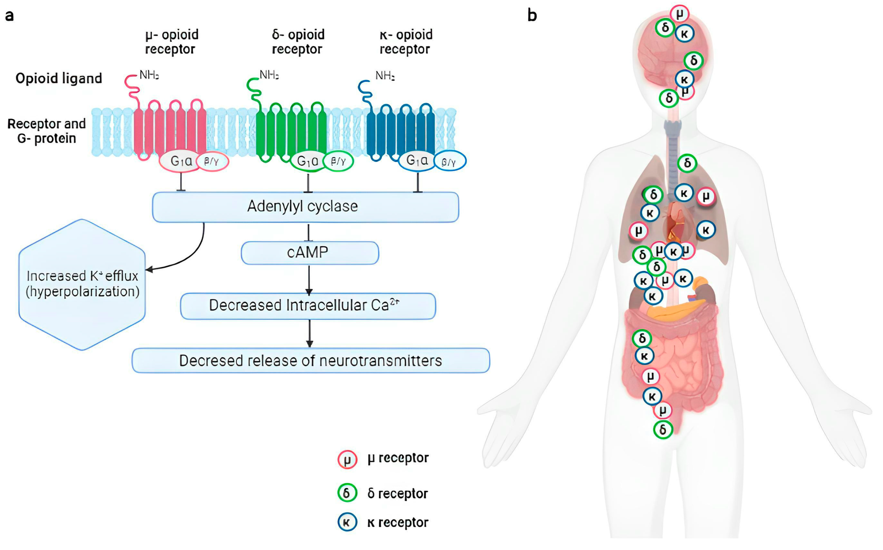 Pharmaceutics 15 02088 g001 Pharmaceutics 15 02088 g001