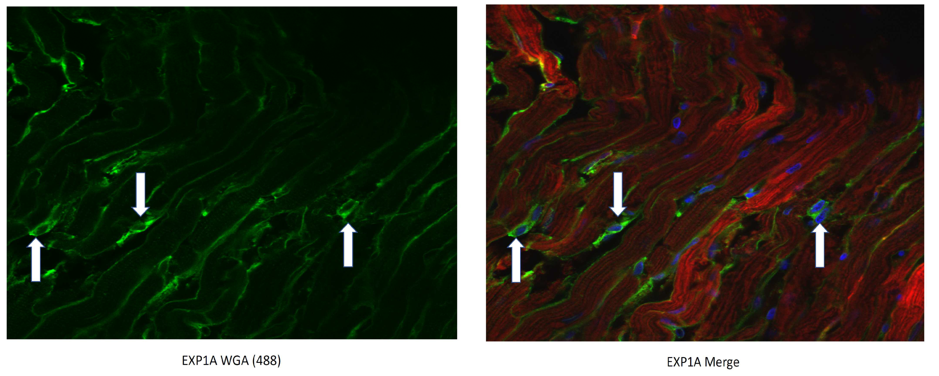 Pharmaceutics 15 02107 g003 Pharmaceutics 15 02107 g003