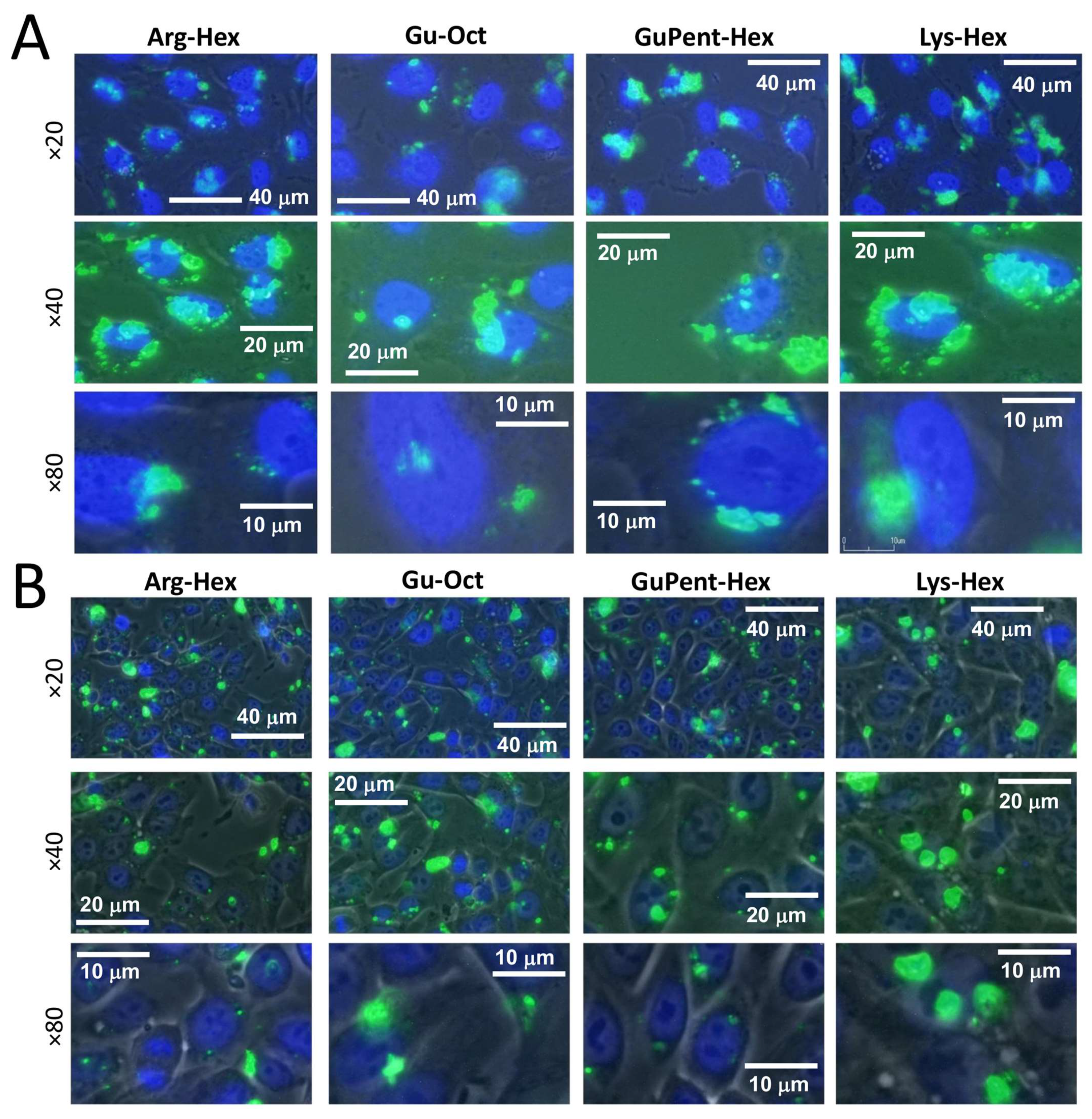 Pharmaceutics 15 02121 g005 Pharmaceutics 15 02121 g005
