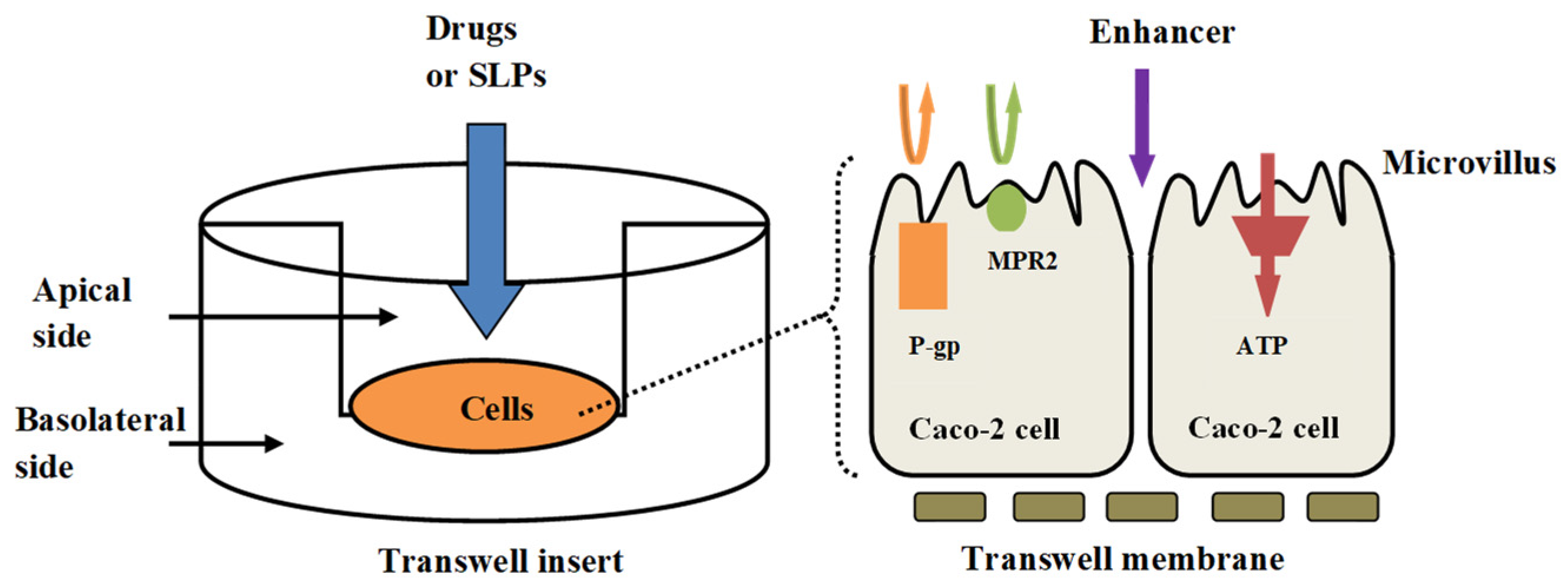 Pharmaceutics 15 02168 g008