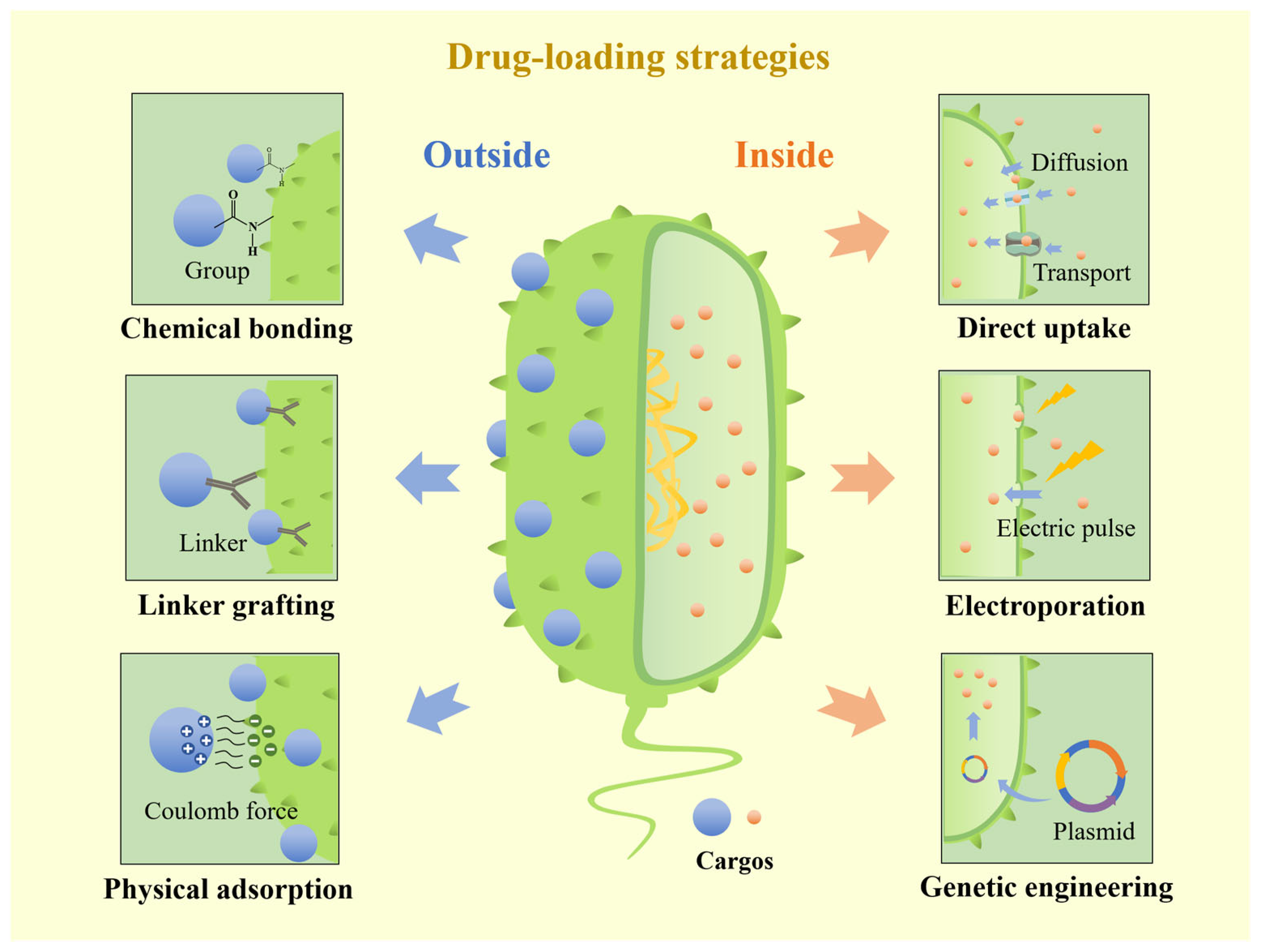 Bacterial Drug Delivery Systems for Cancer Therapy: “Why” and “How”