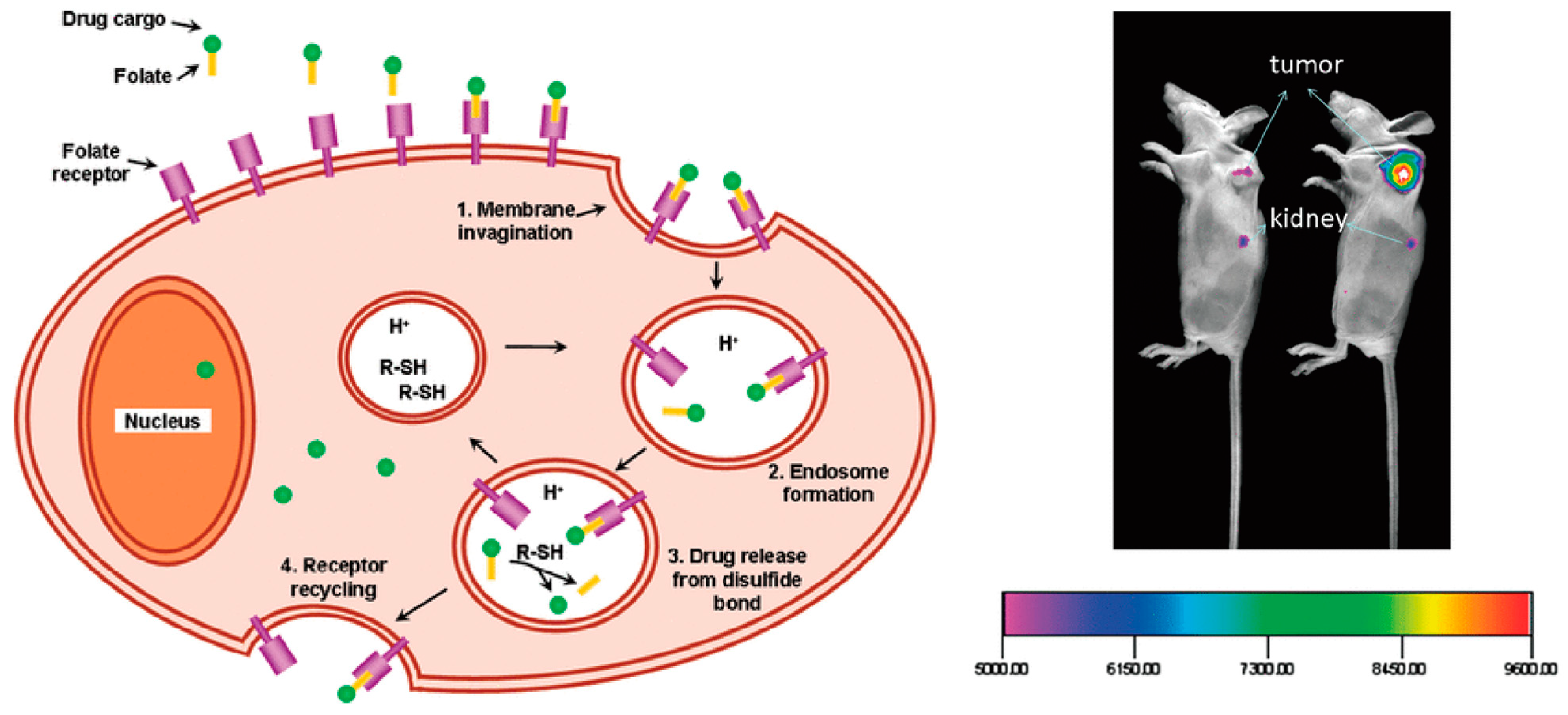 Pharmaceutics 15 02233 g008