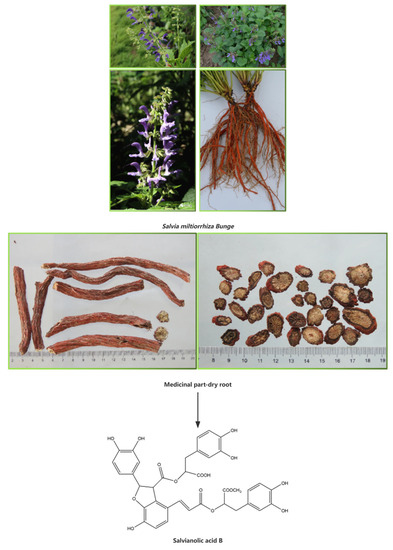 Salvianolic Acid B: A Review of Pharmacological Effects