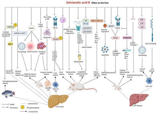 Salvianolic Acid B: A Review of Pharmacological Effects