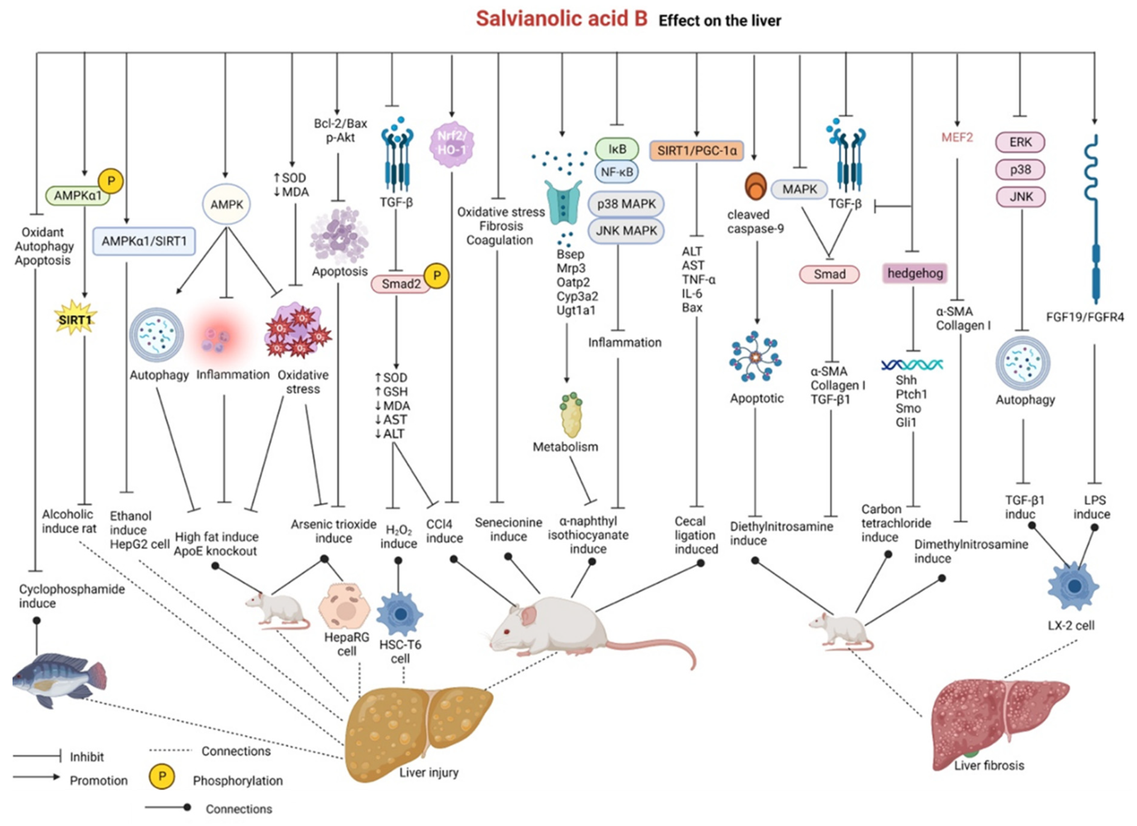 Pharmaceutics 15 02235 g010