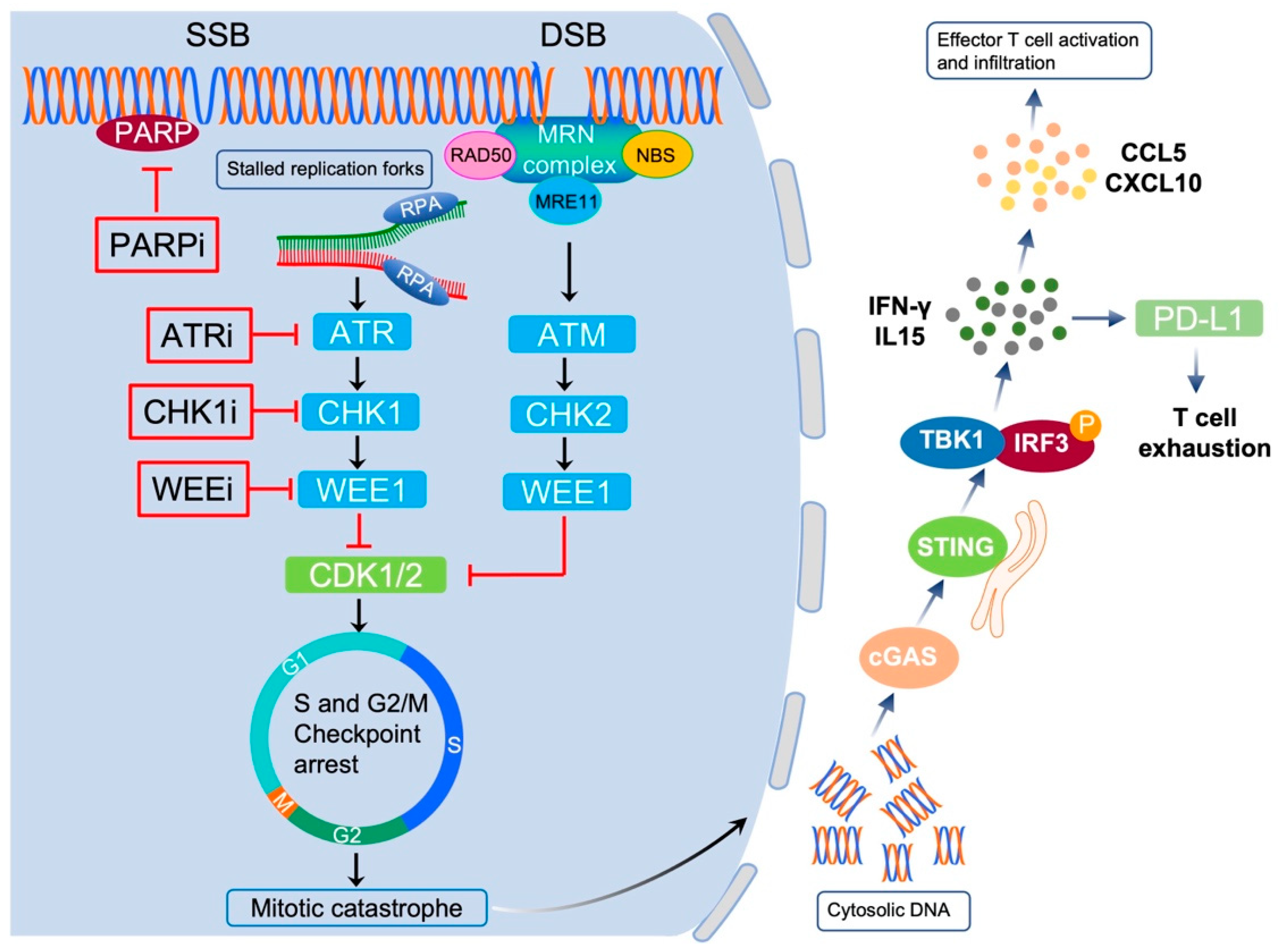 Pharmaceutics 15 02241 g004