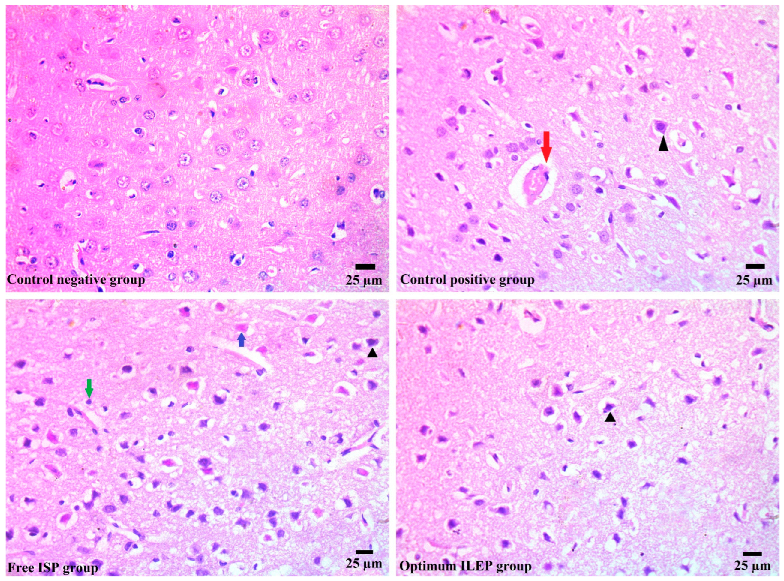 Pharmaceutics 15 02242 g007