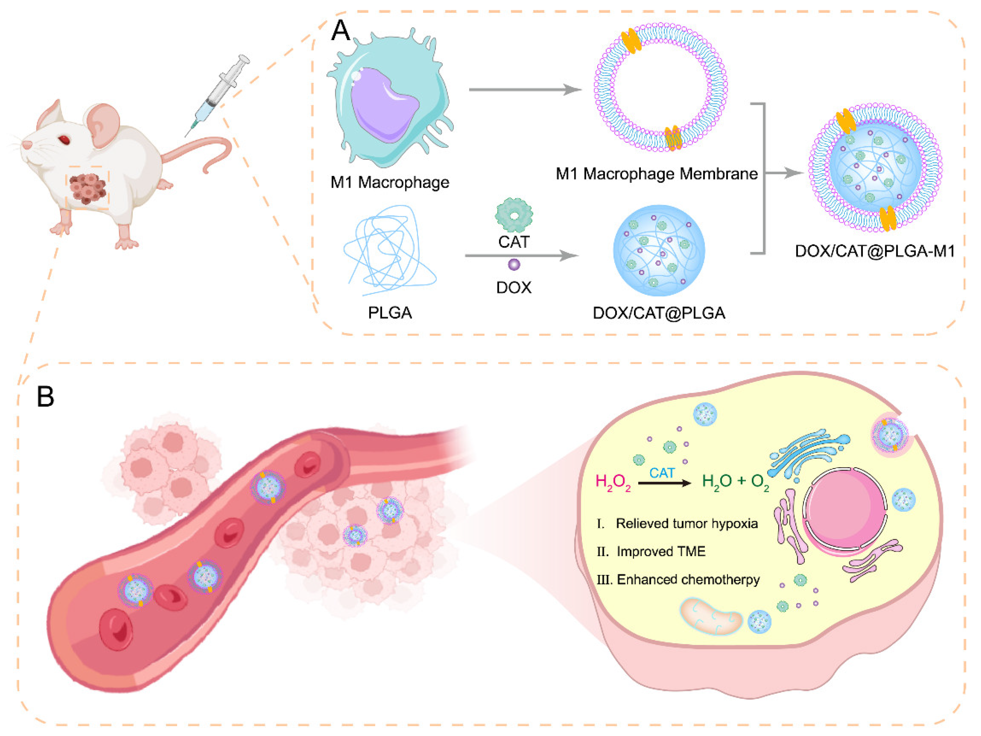 Pharmaceutics 15 02243 g001