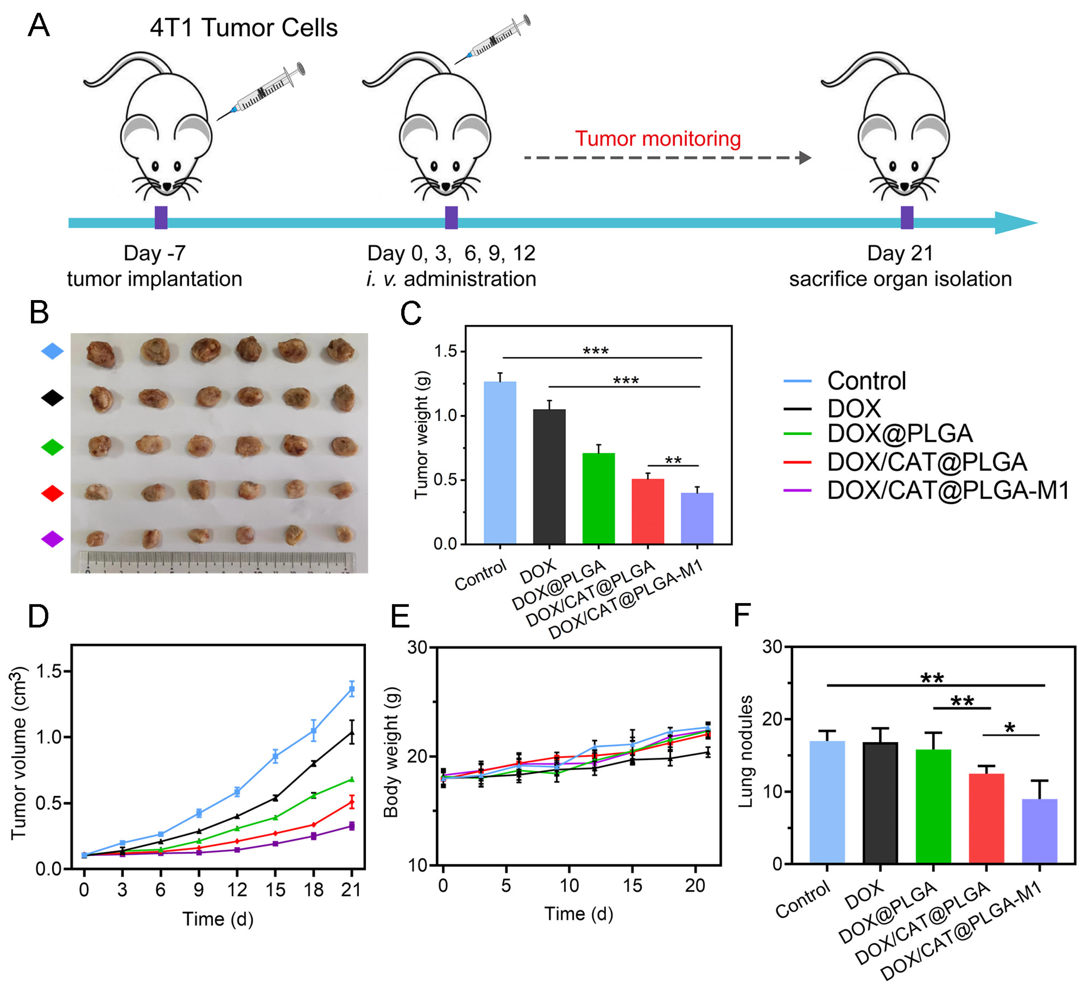 Pharmaceutics 15 02243 g008