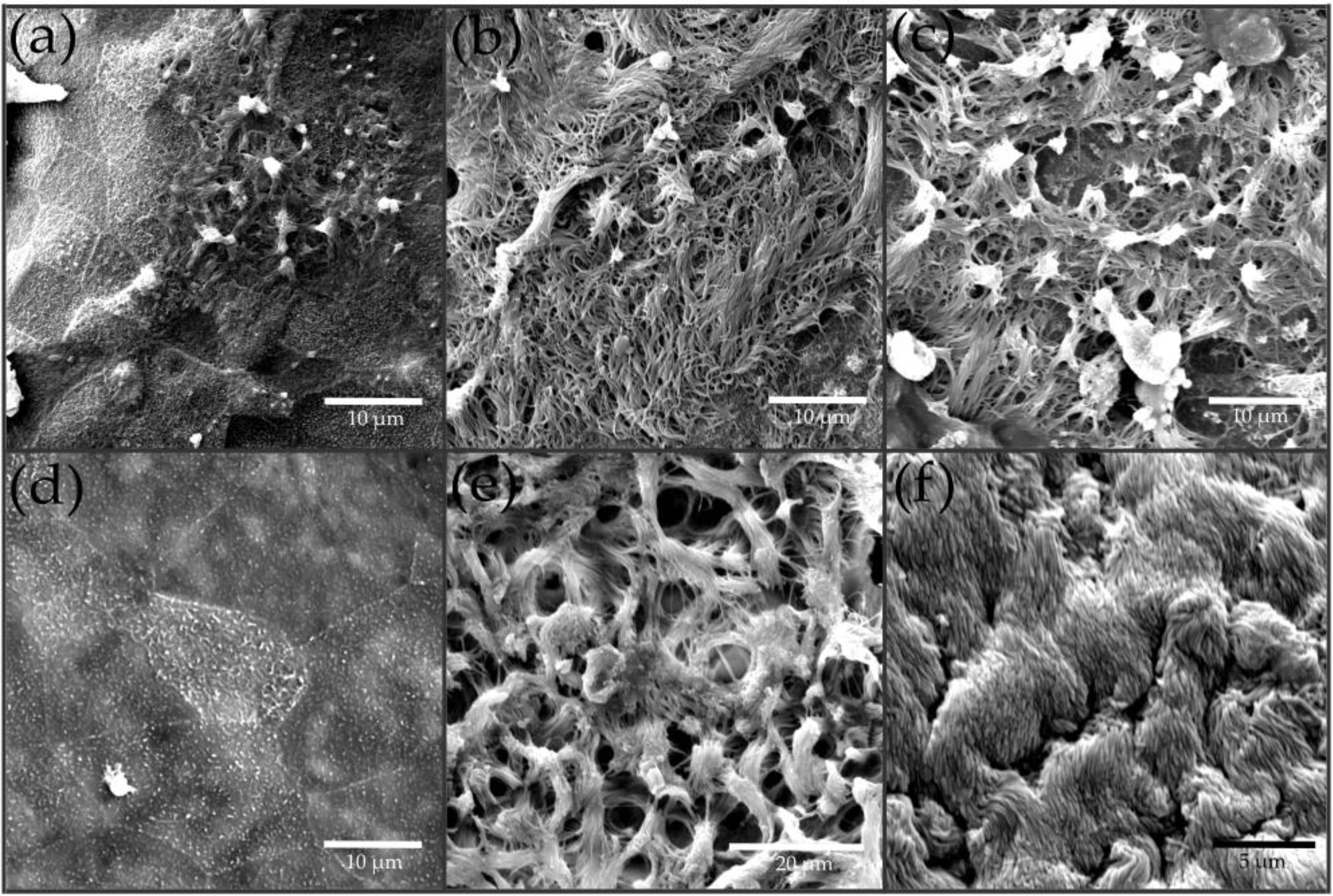 Pharmaceutics 15 02245 g005 Pharmaceutics 15 02245 g005