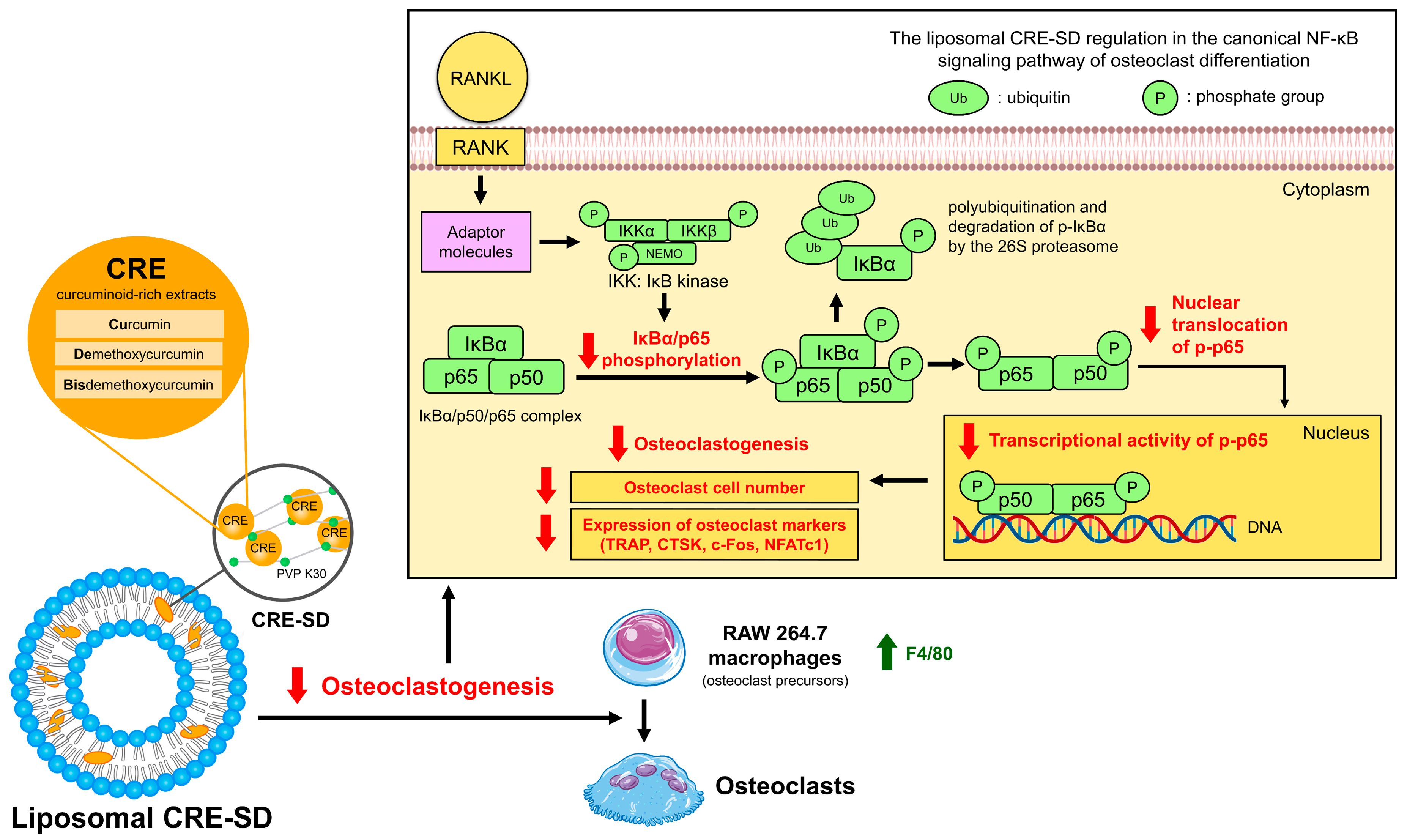 Pharmaceutics 15 02248 g010