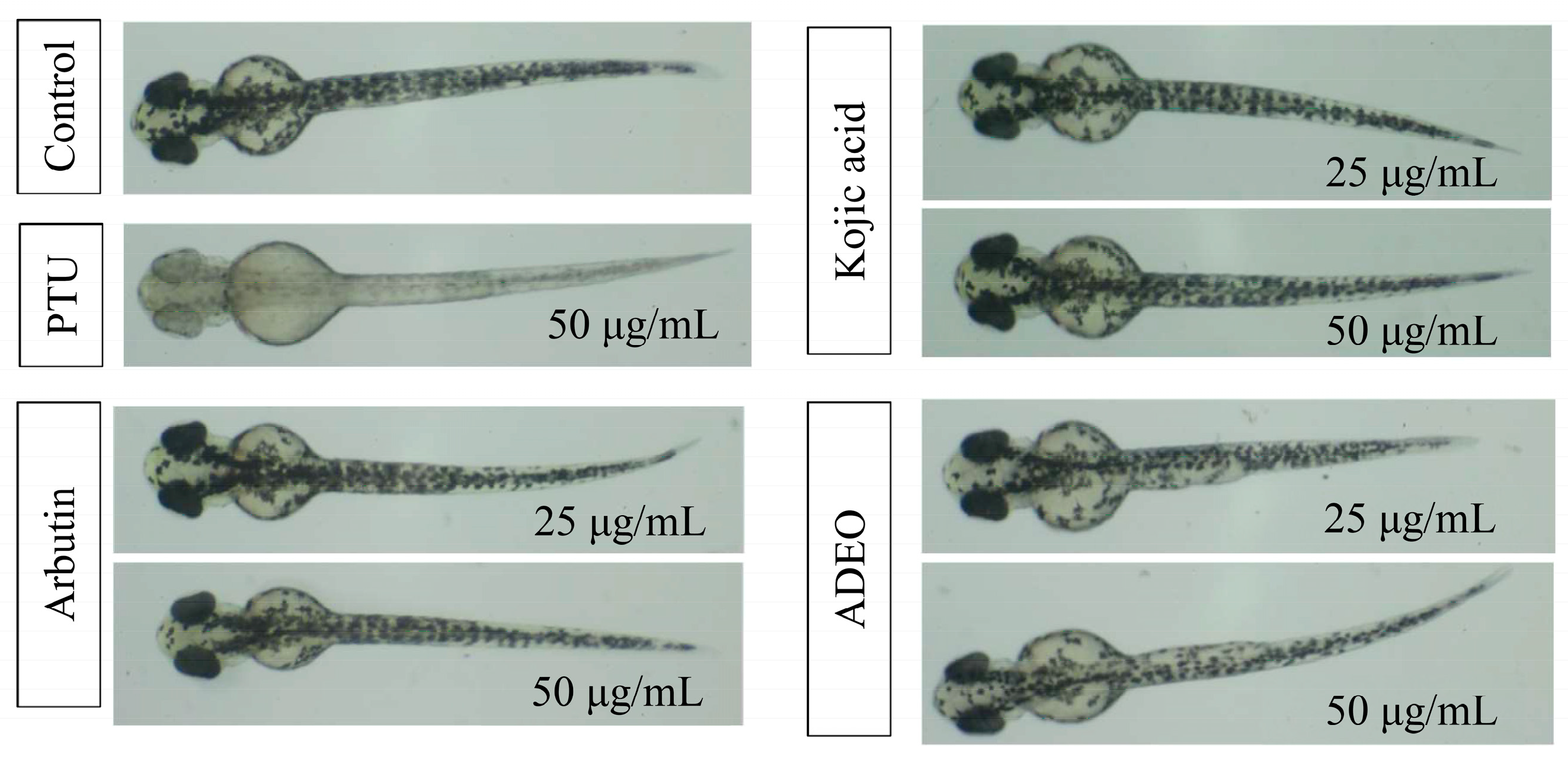 Pharmaceutics | Free Full-Text | In Vitro and In Vivo Antimelanogenesis ...