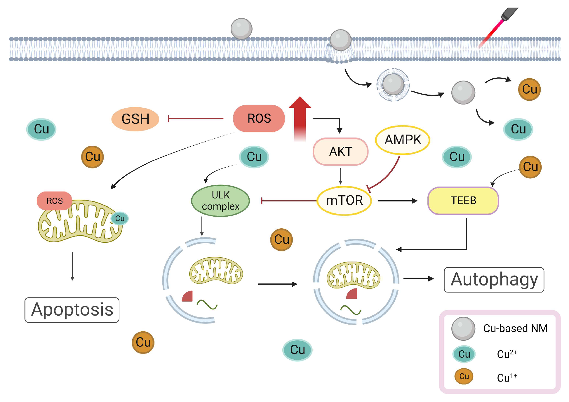 Pharmaceutics 15 02293 g004