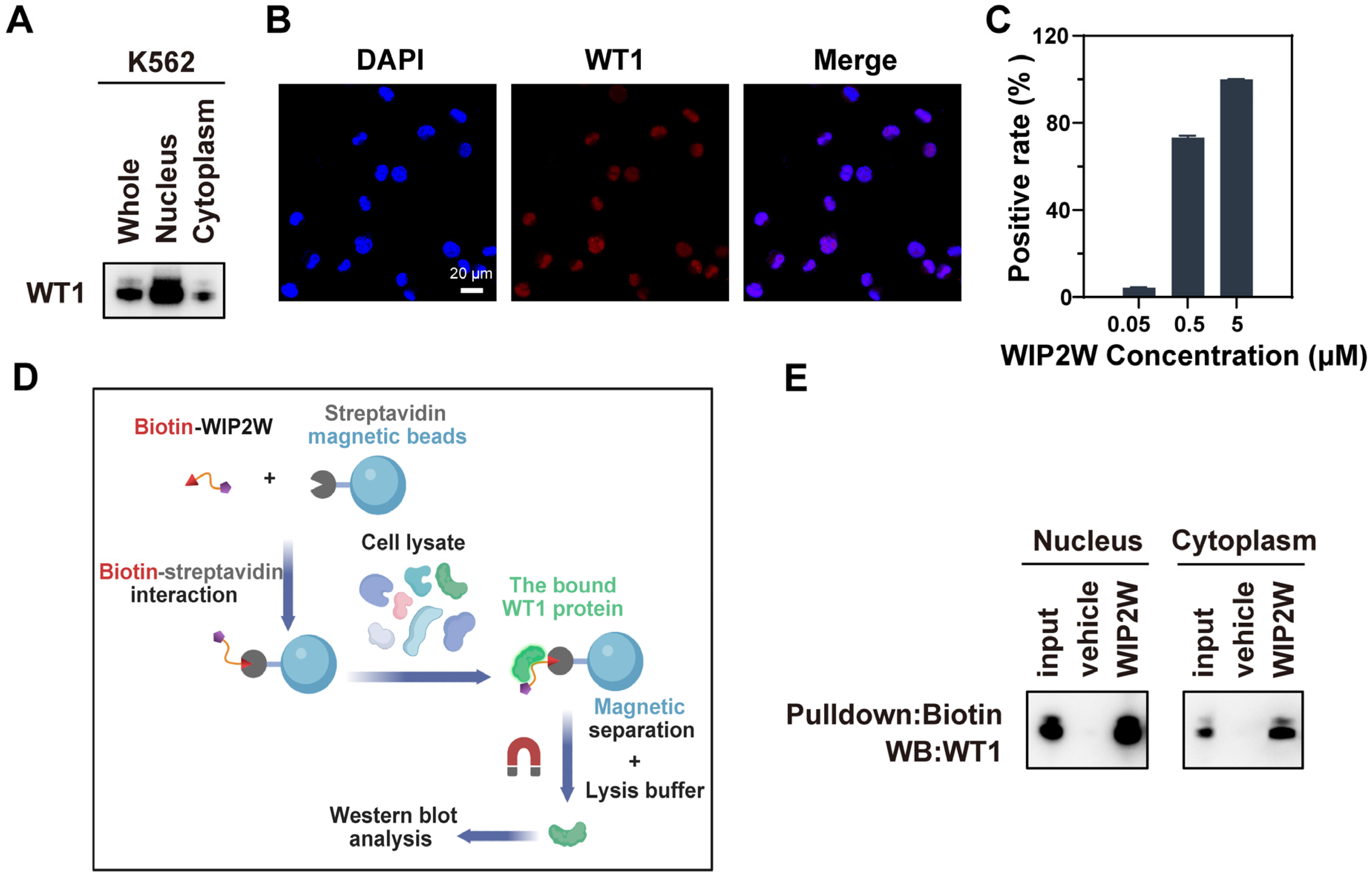 Pharmaceutics 15 02305 g001