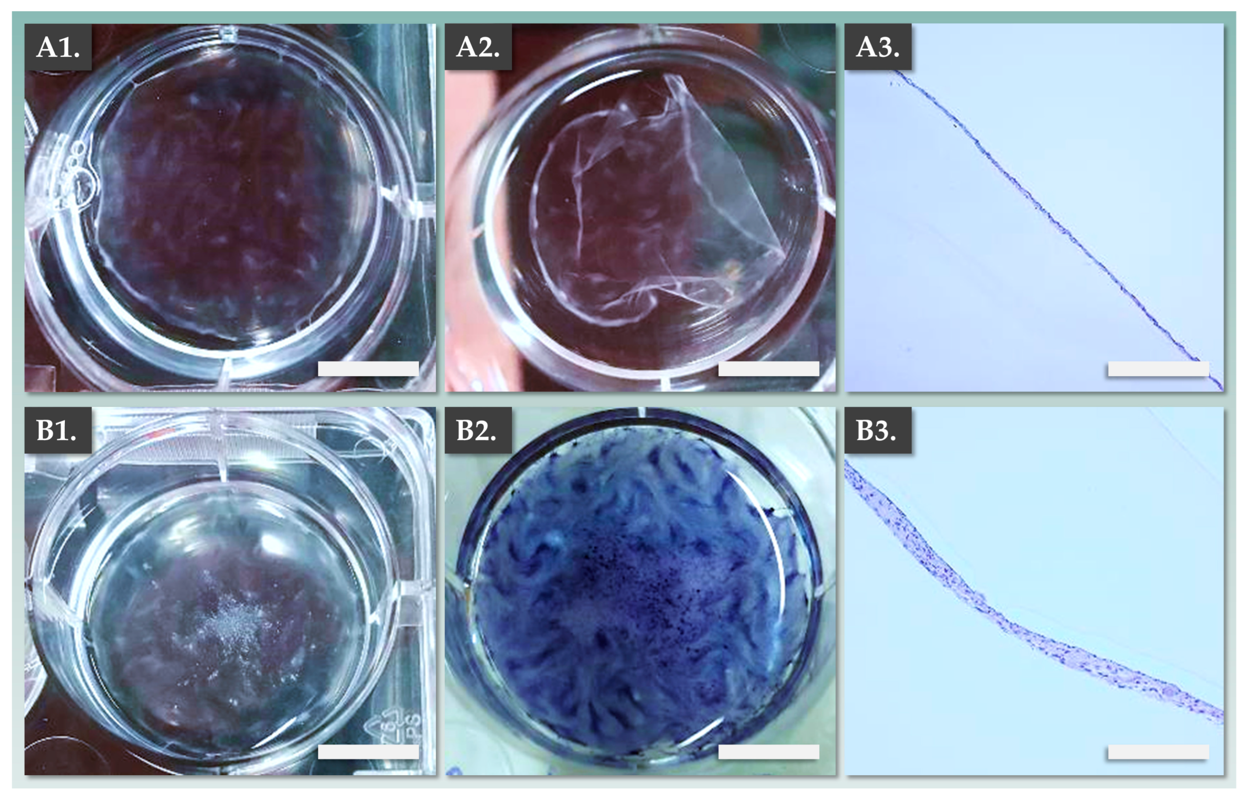 Pharmaceutics 15 02334 g003