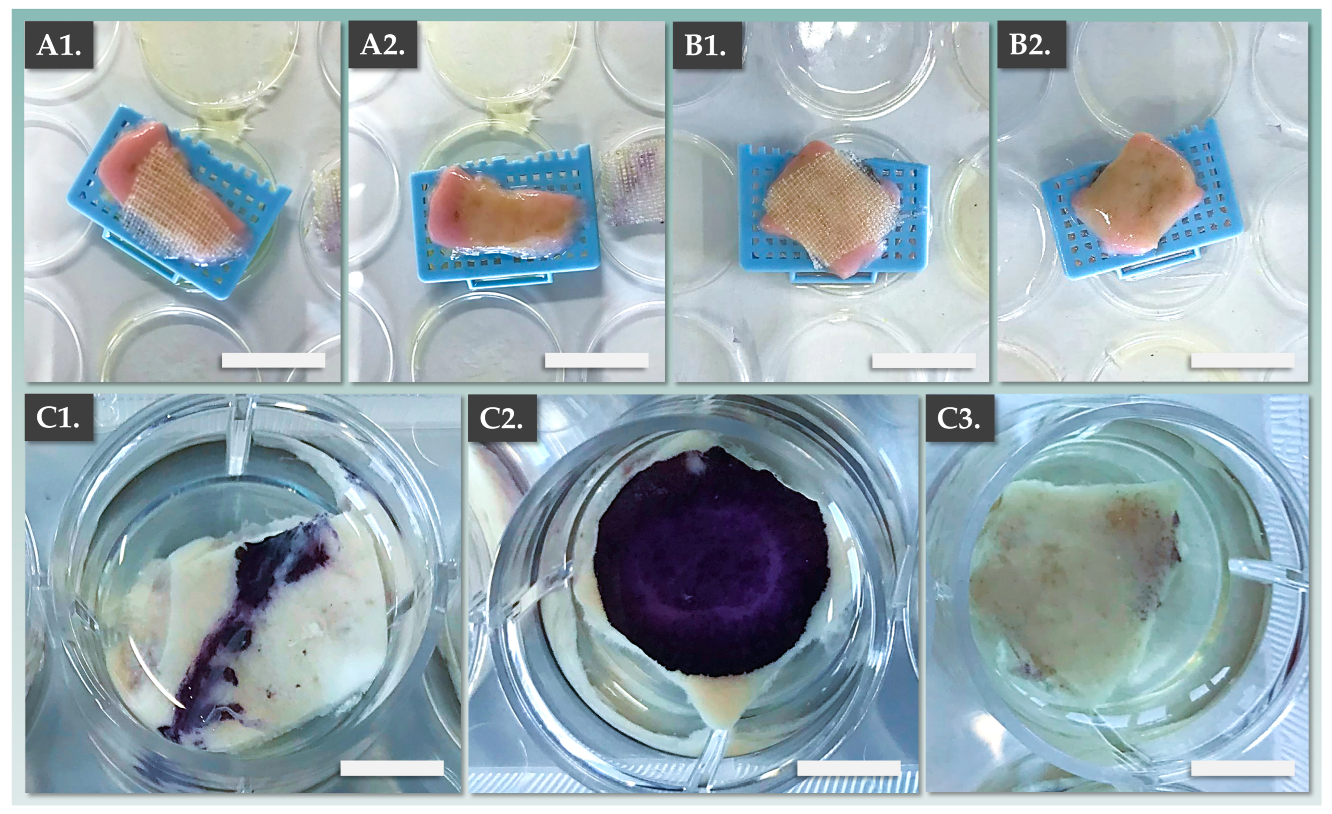 Pharmaceutics 15 02334 g004