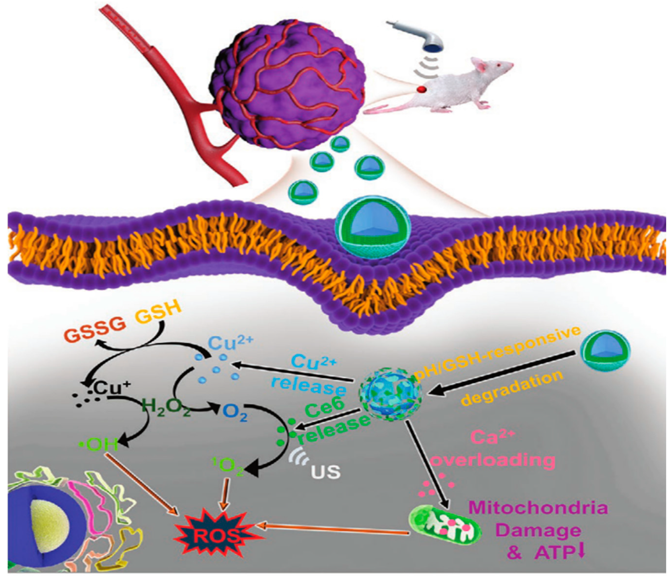 Pharmaceutics 15 02337 g006