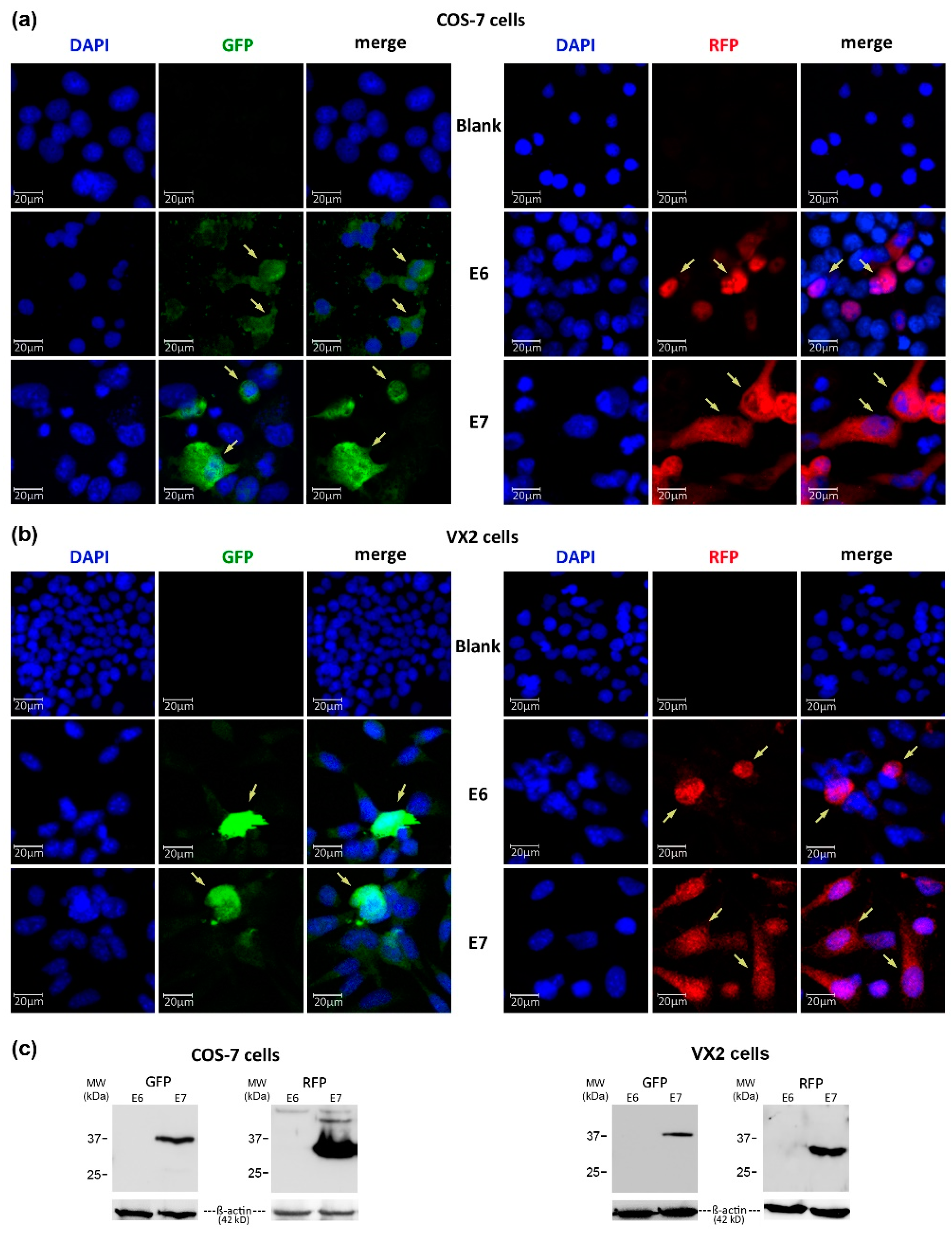 Pharmaceutics 15 02379 g003 Pharmaceutics 15 02379 g003