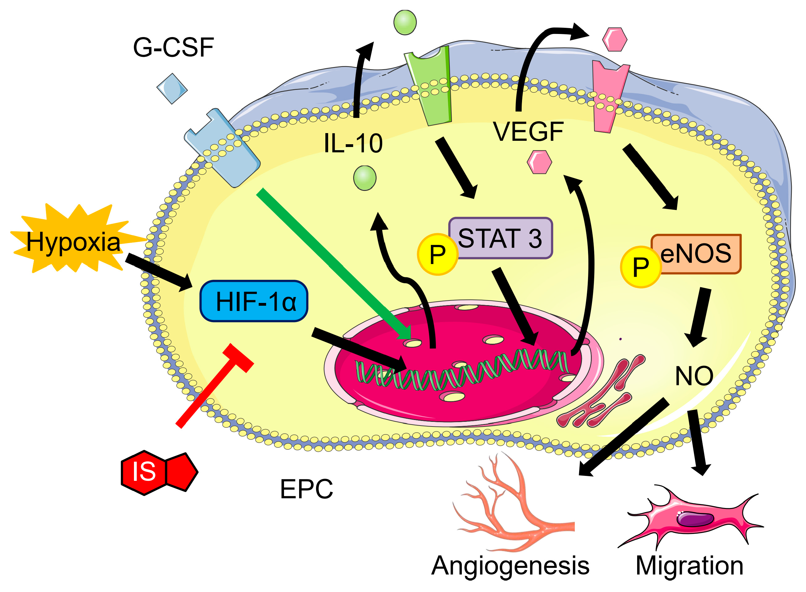 Pharmaceutics 15 02380 g006