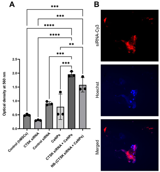 Ultrasound-Responsive Nanobubbles for Combined siRNA-Cerium