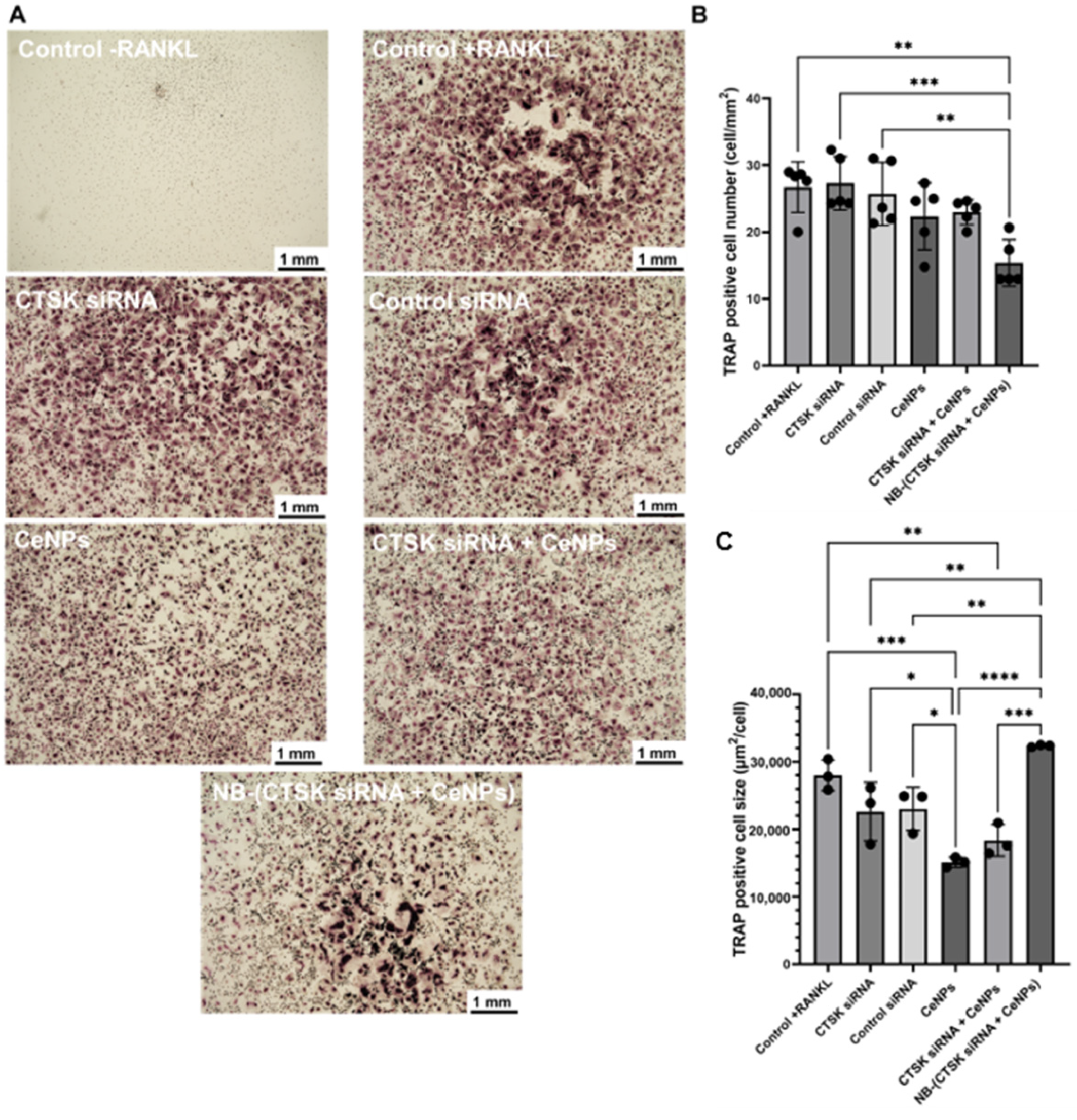 Pharmaceutics 15 02393 g006