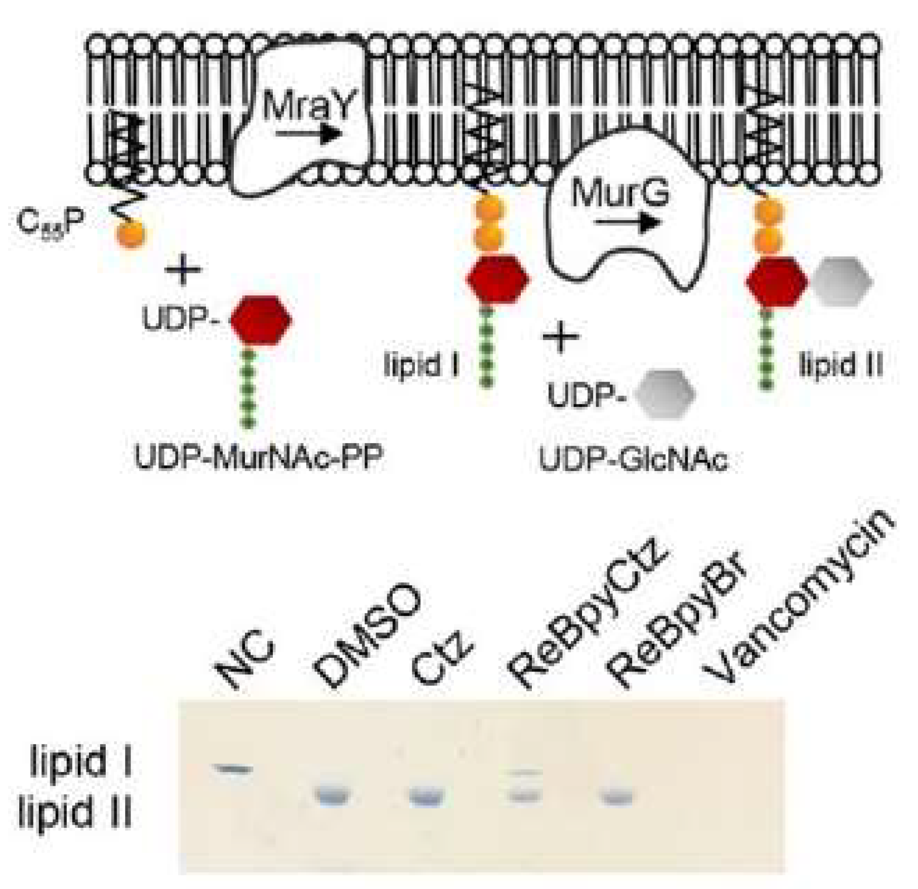 Pharmaceutics 15 02398 g009 Pharmaceutics 15 02398 g009