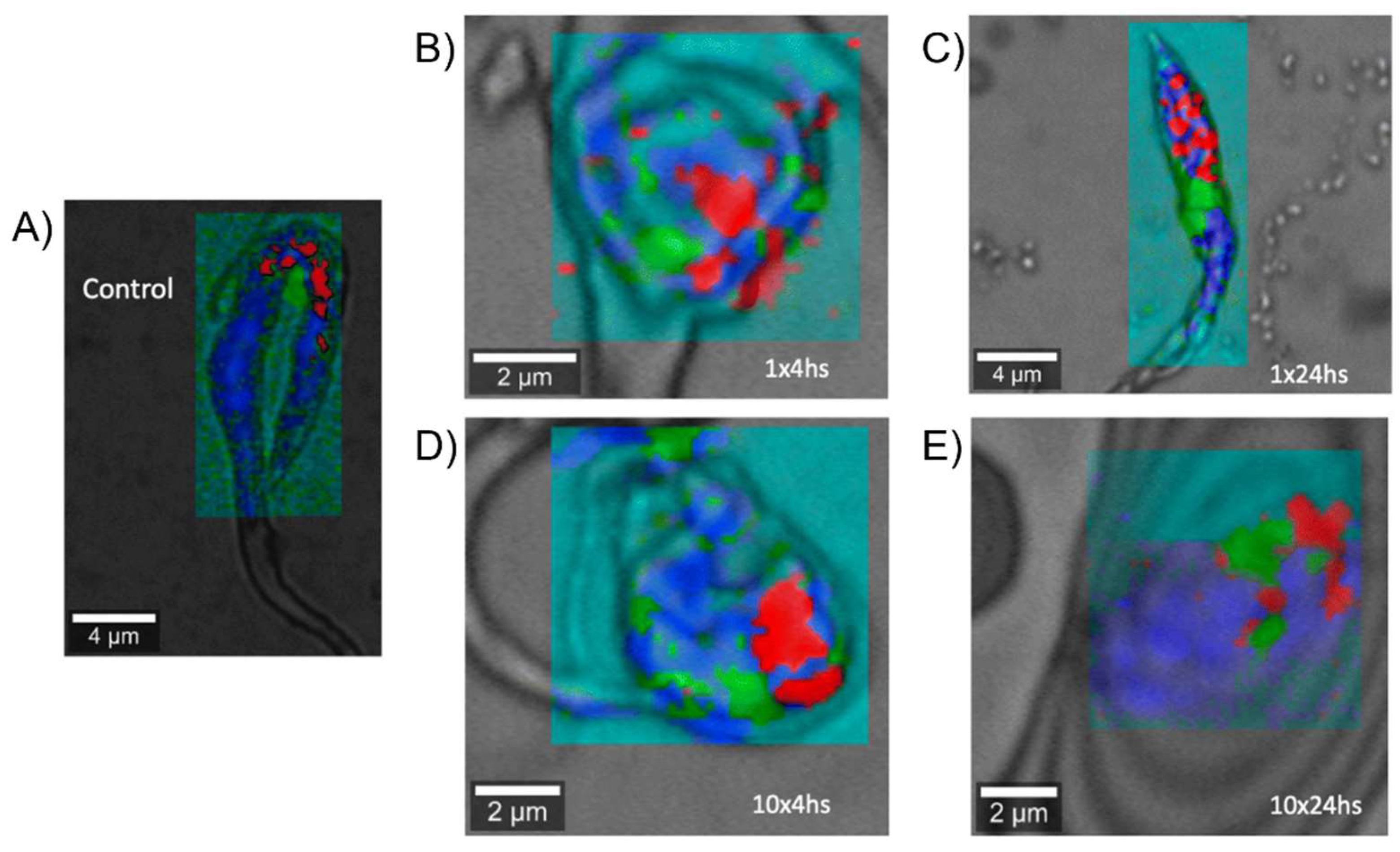 Pharmaceutics 15 02398 g010 Pharmaceutics 15 02398 g010