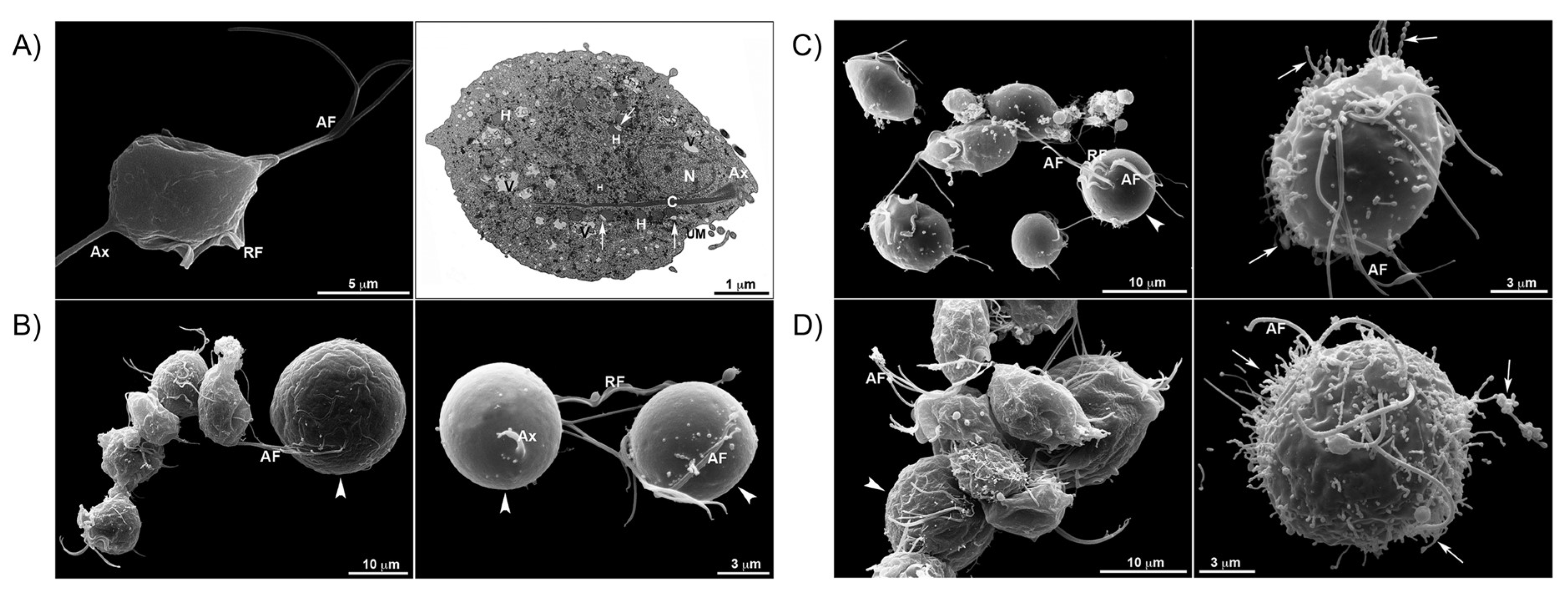 Pharmaceutics 15 02398 g011 Pharmaceutics 15 02398 g011