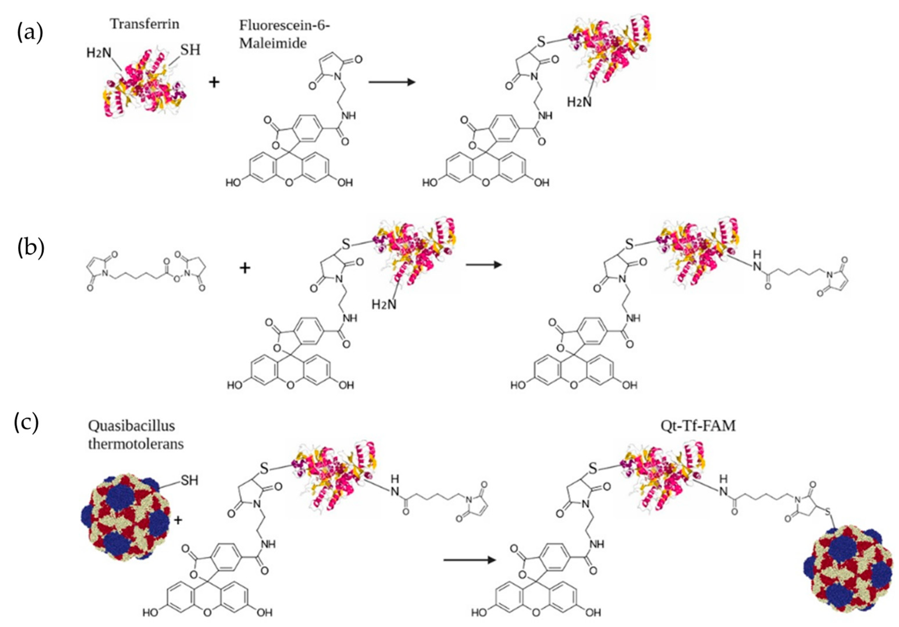 Pharmaceutics 15 02422 g004