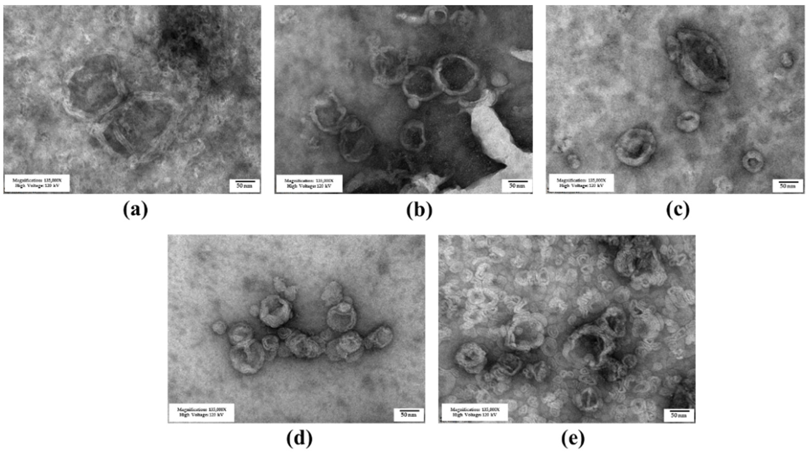 Pharmaceutics 15 02424 g002