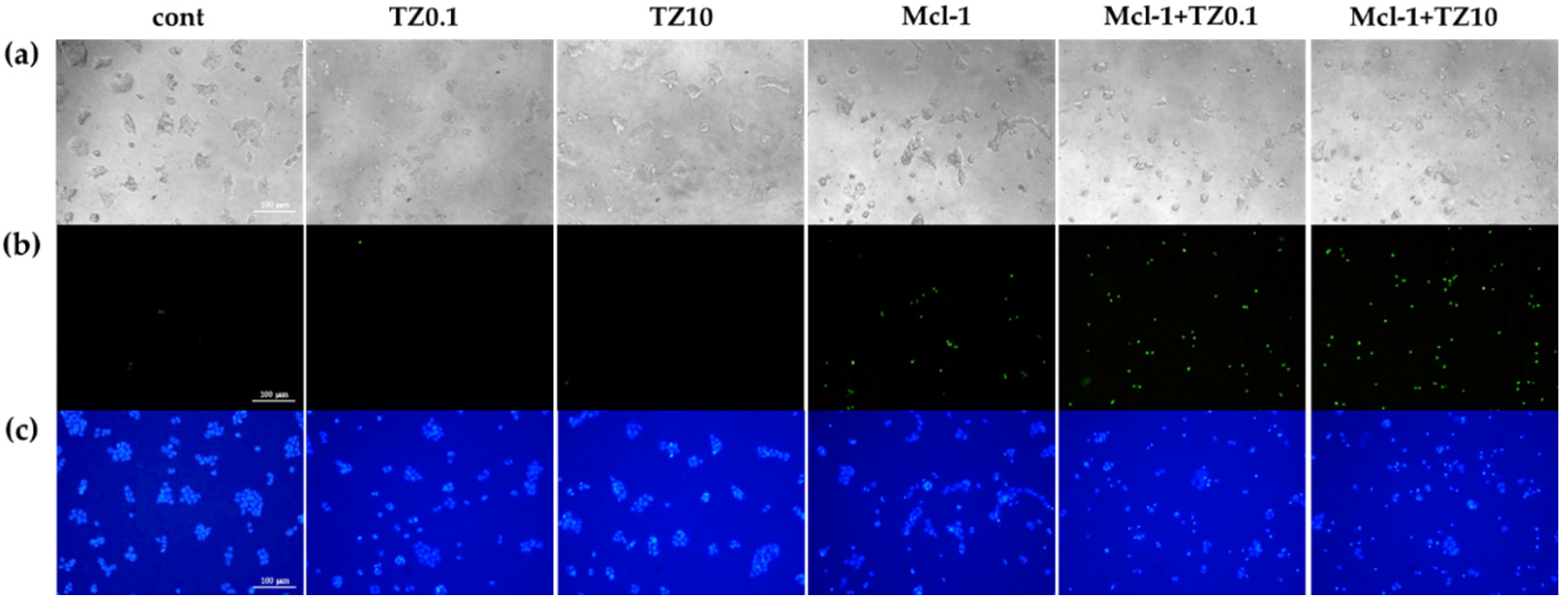 Pharmaceutics 15 02424 g008