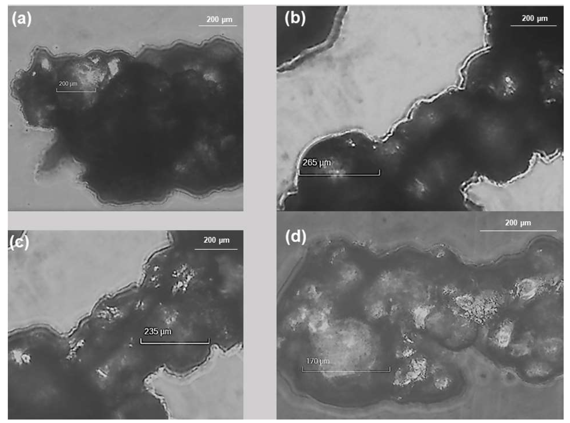 Pharmaceutics 15 02425 g003