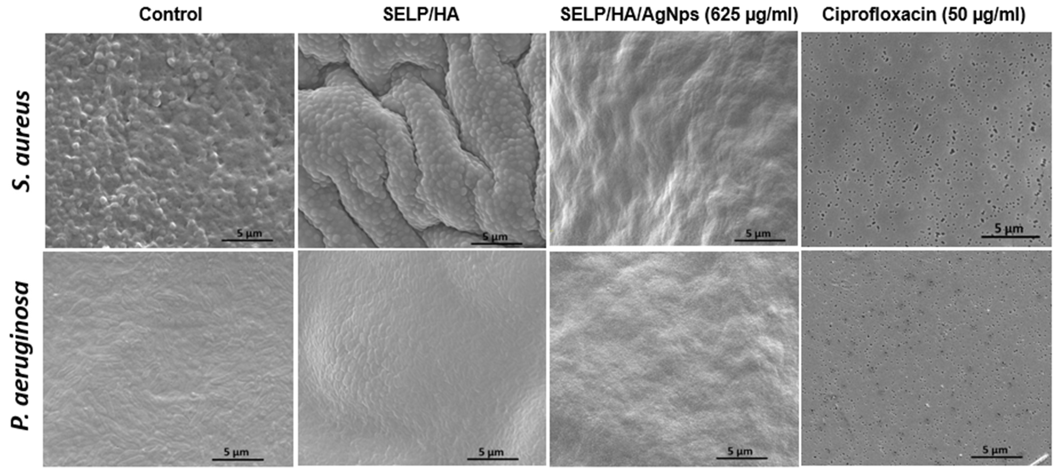 Pharmaceutics 15 02426 g006