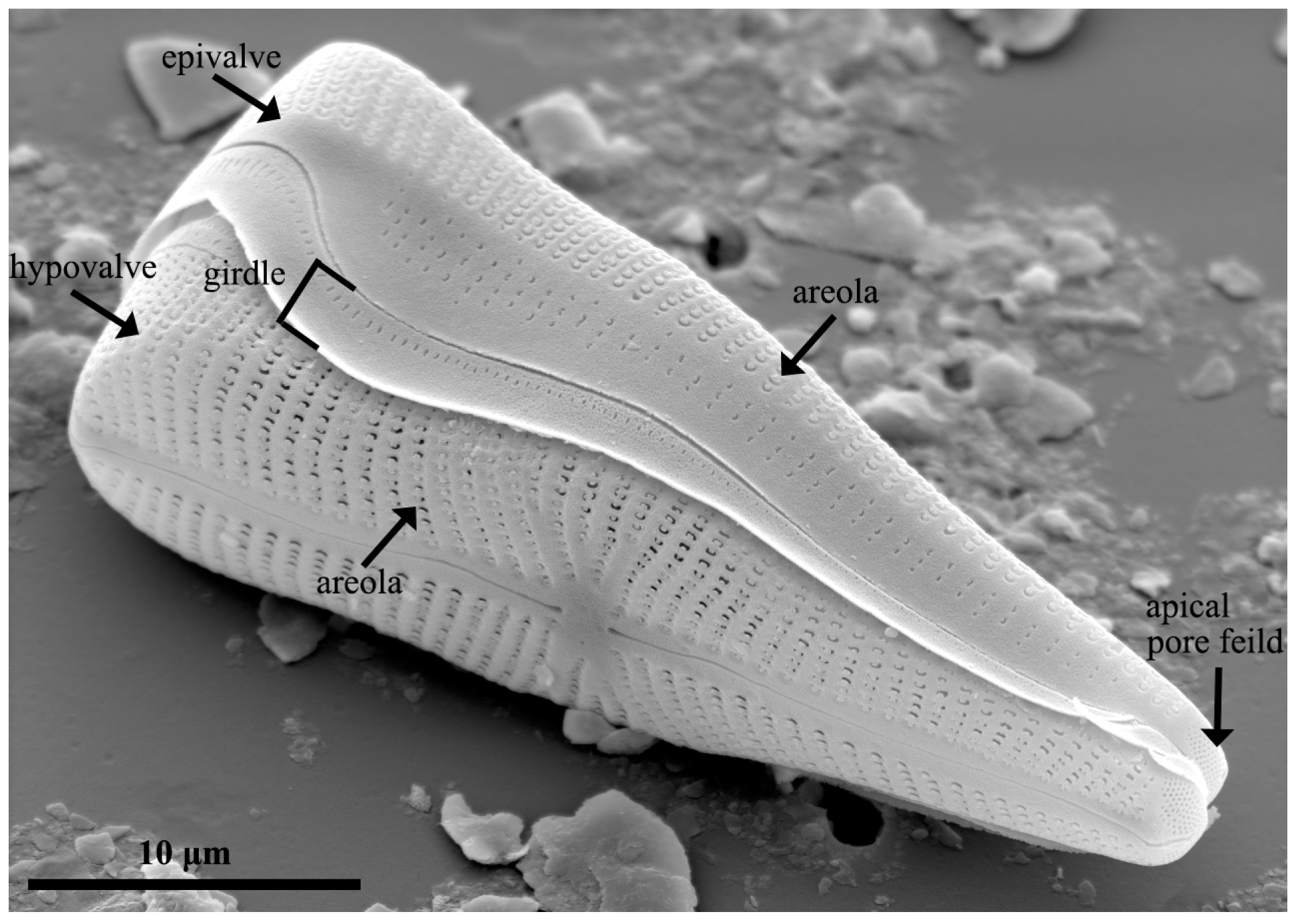 Pharmaceutics 15 02434 g003 Pharmaceutics 15 02434 g003
