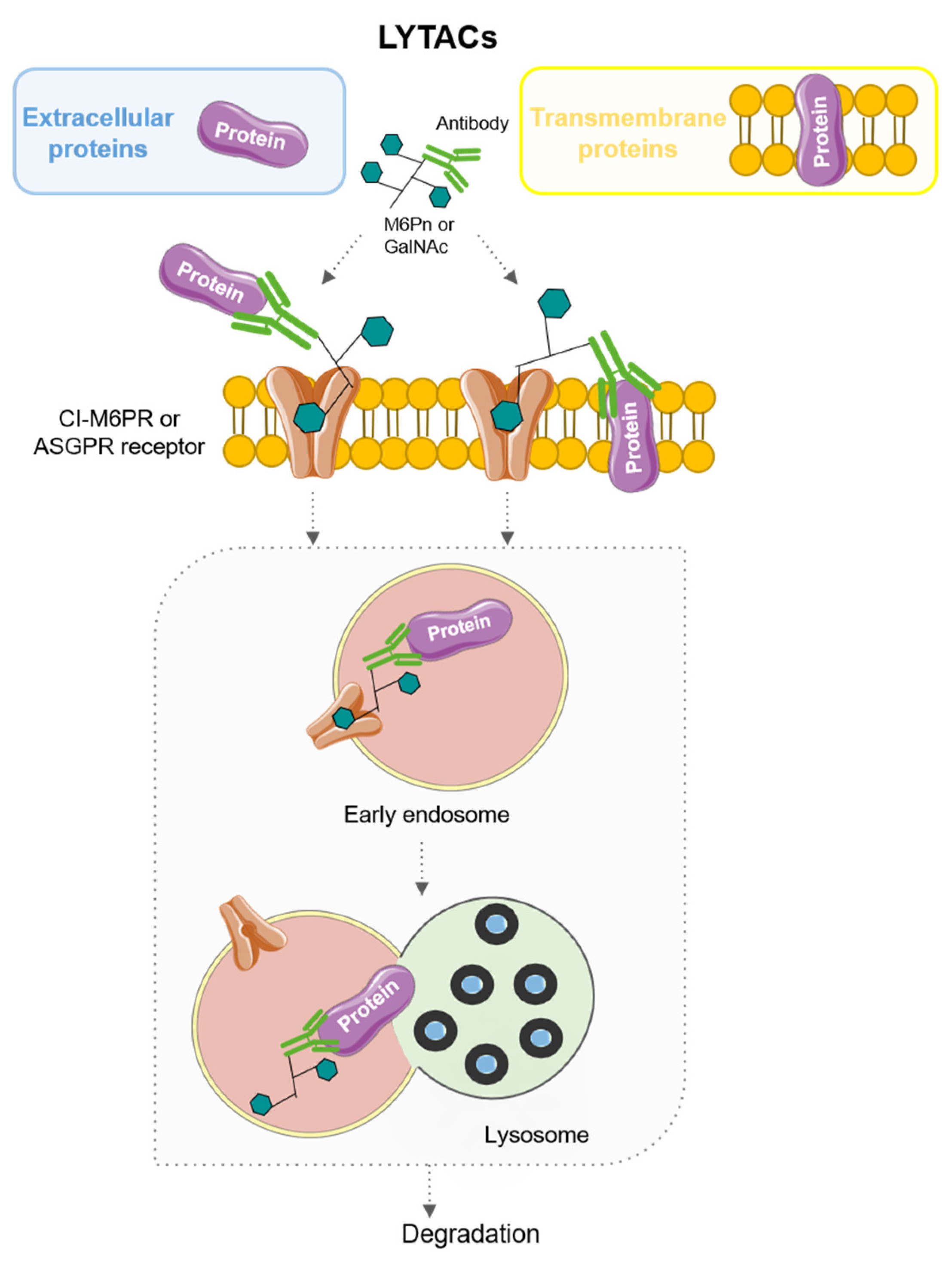 Pharmaceutics 15 02442 g007