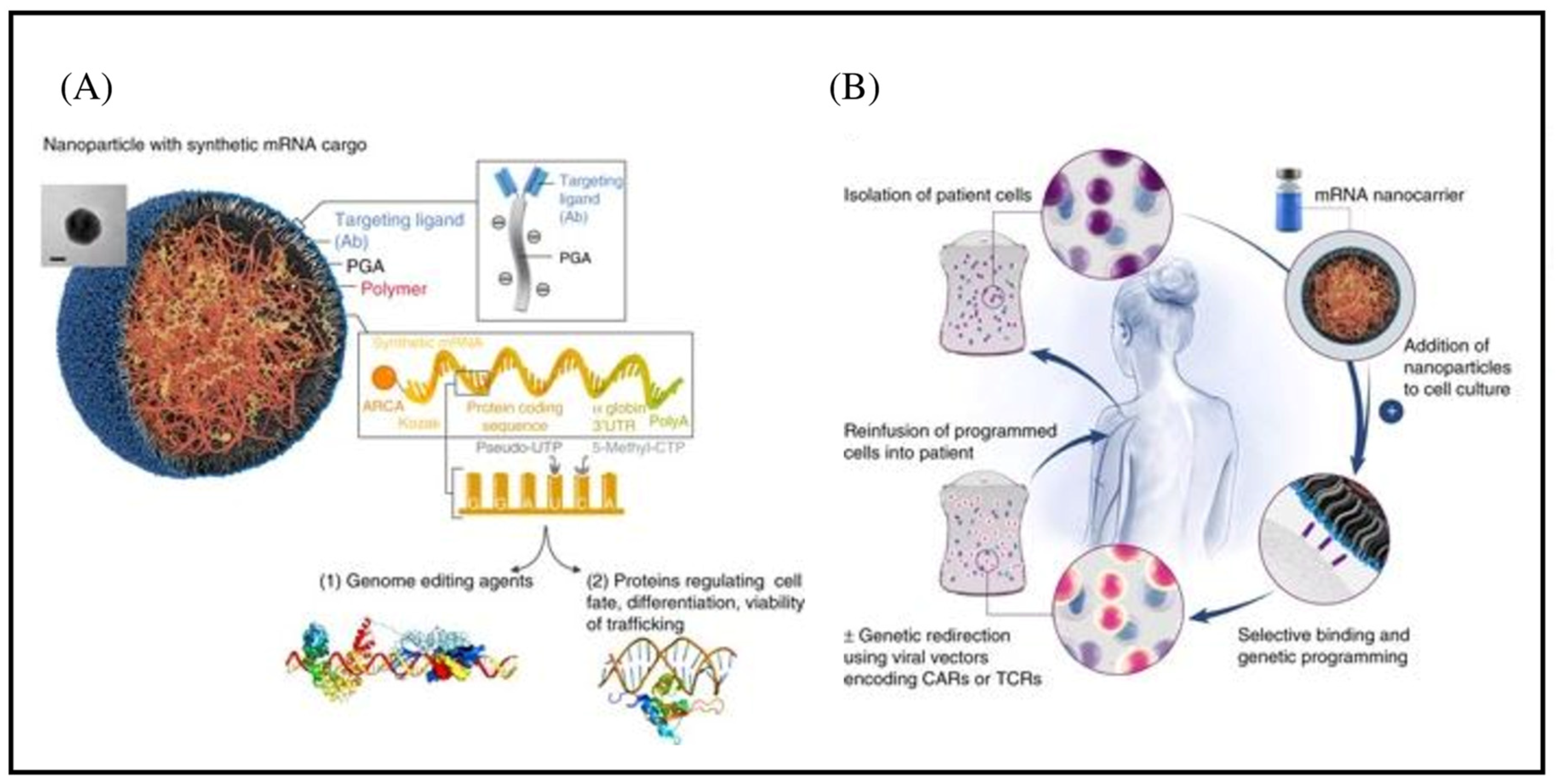 Pharmaceutics 15 02458 g004