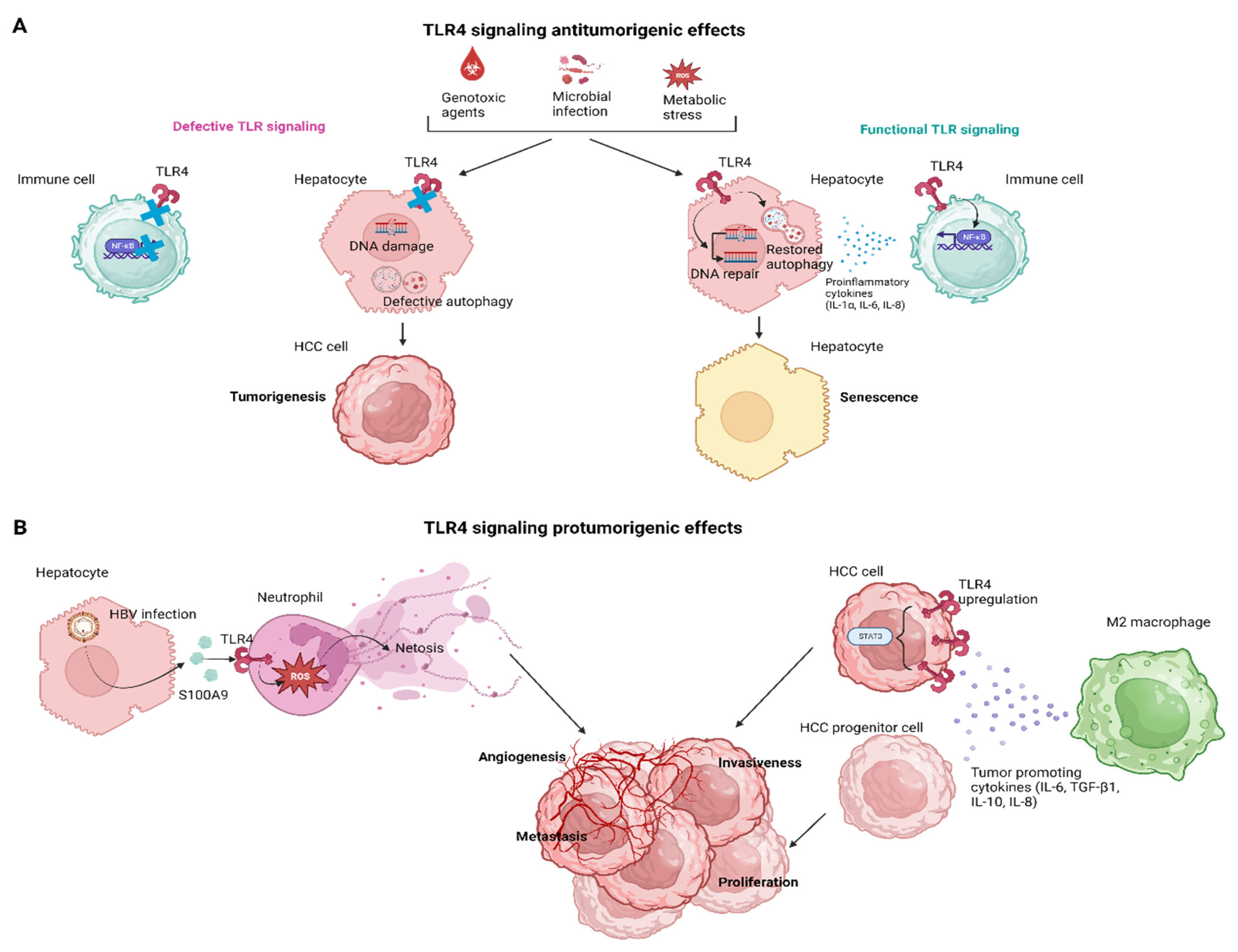 Pharmaceutics 15 02460 g004
