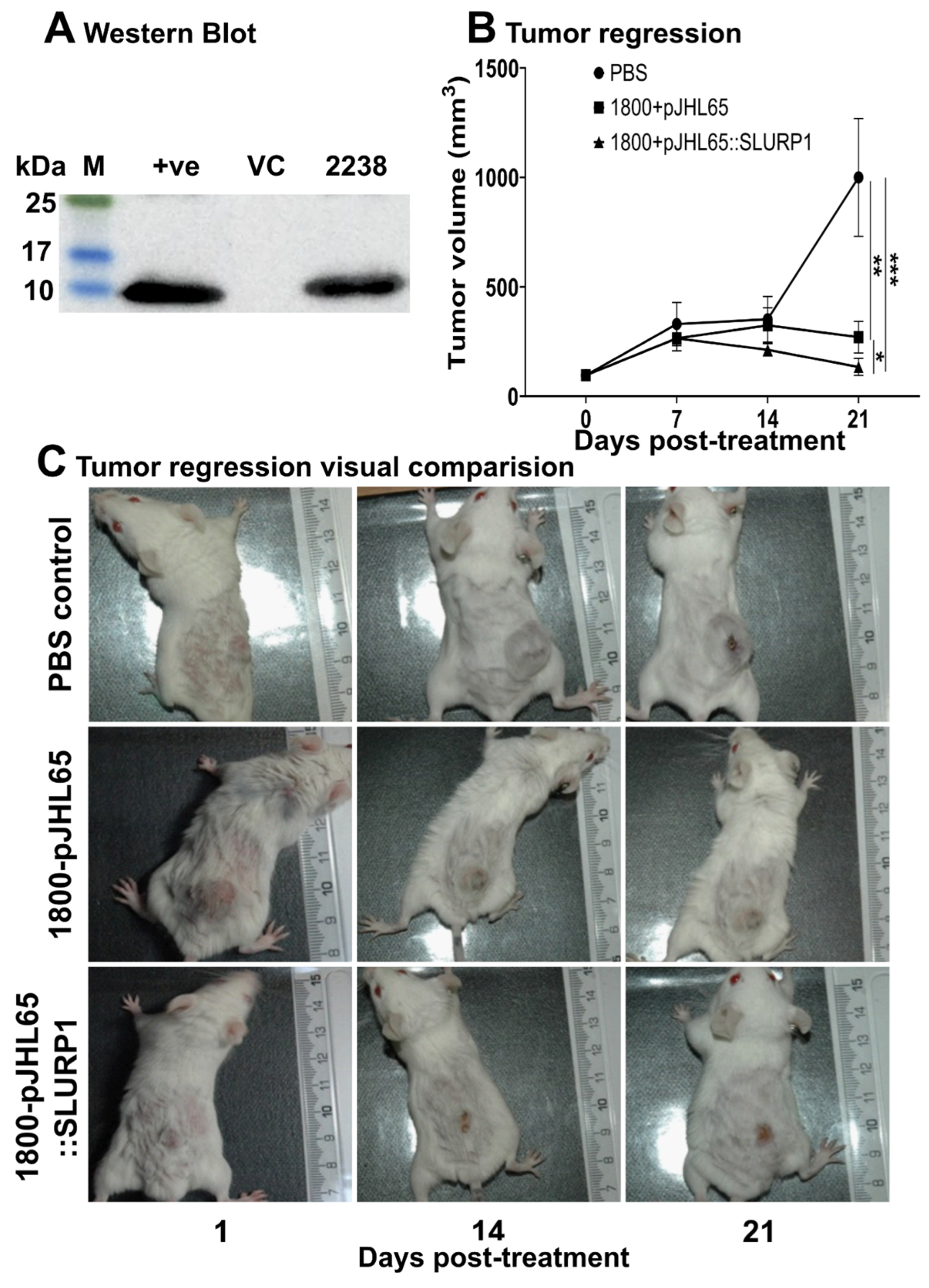 Pharmaceutics 15 02462 g007