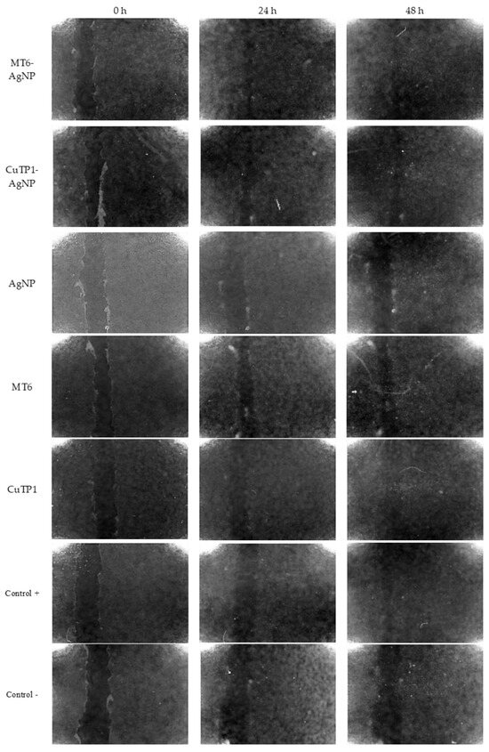 Effect of Peptides on the Synthesis, Properties and Wound Healing ...