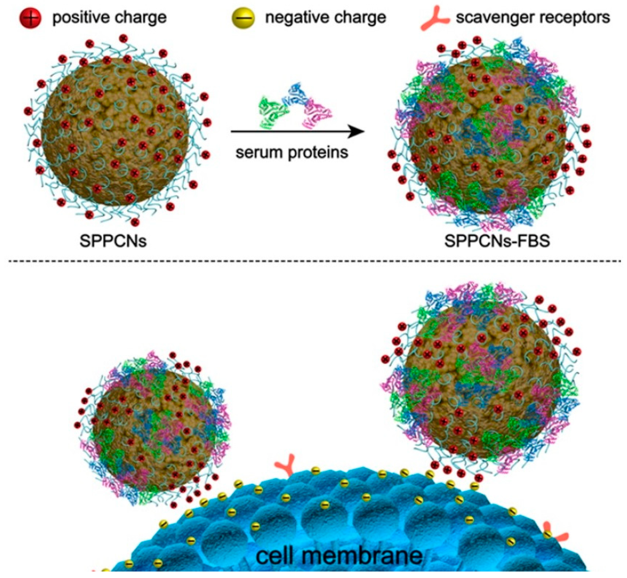 Pharmaceutics 15 02482 g005