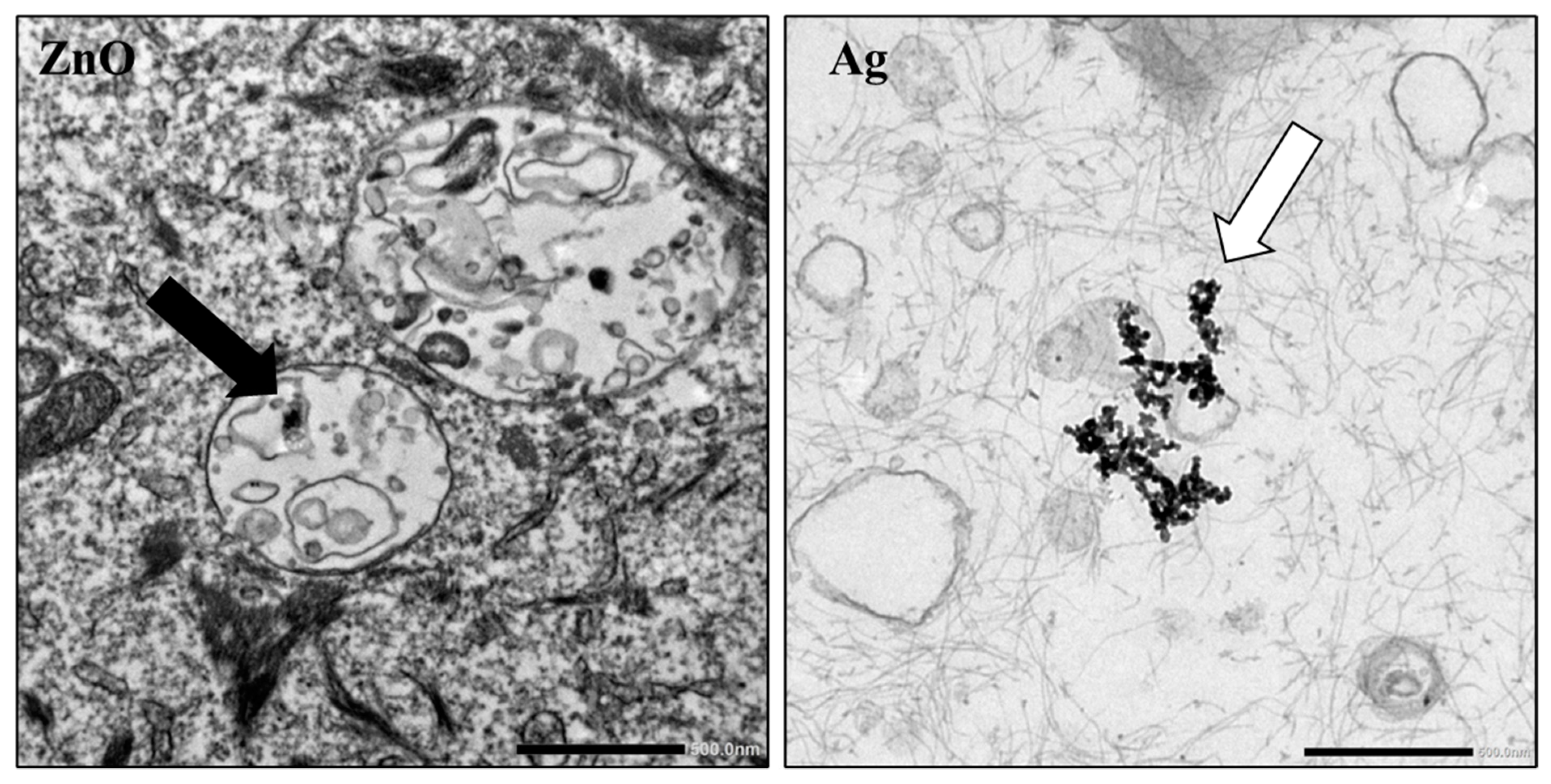 Pharmaceutics 15 02506 g007