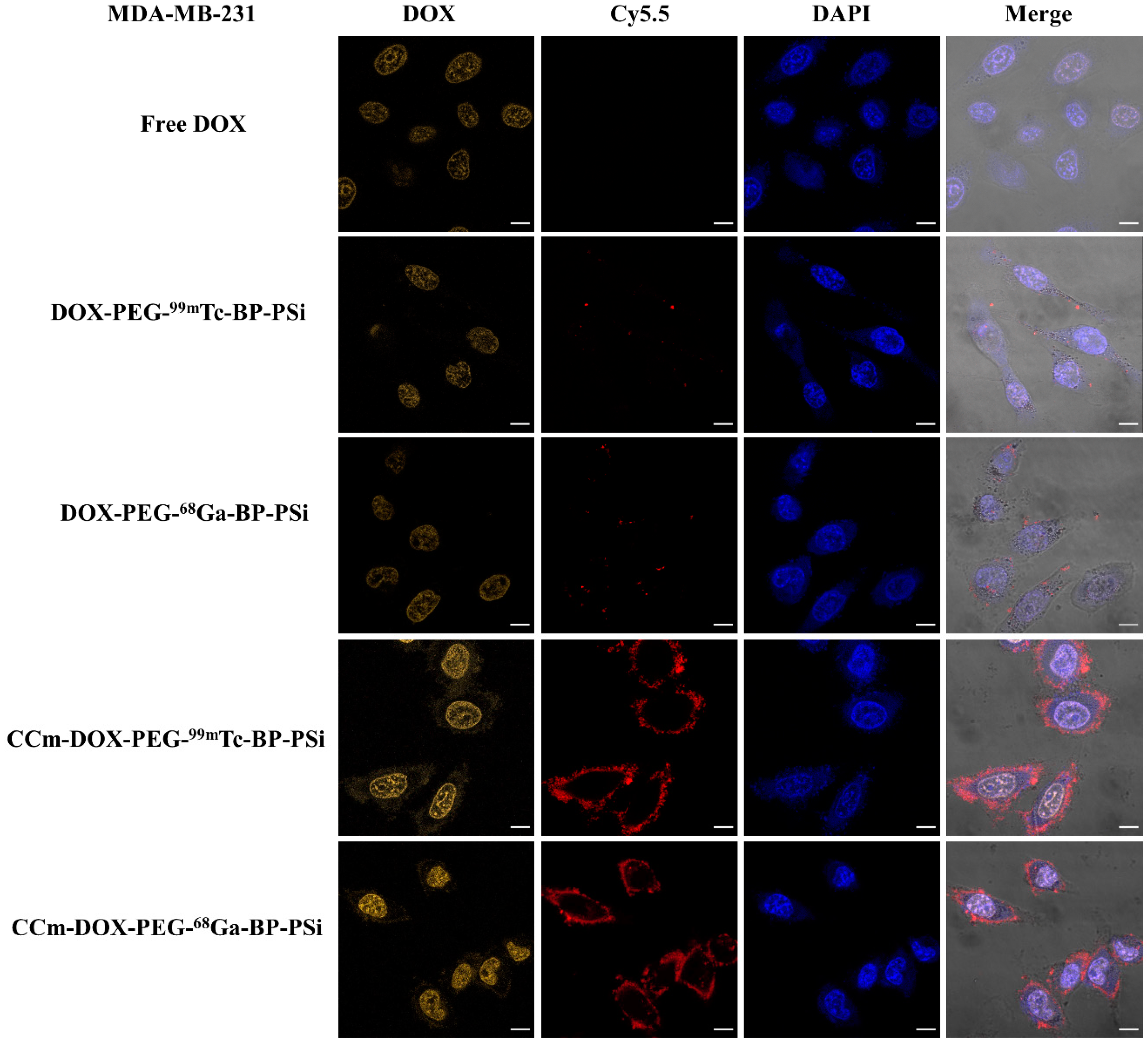 Pharmaceutics 15 02507 g004