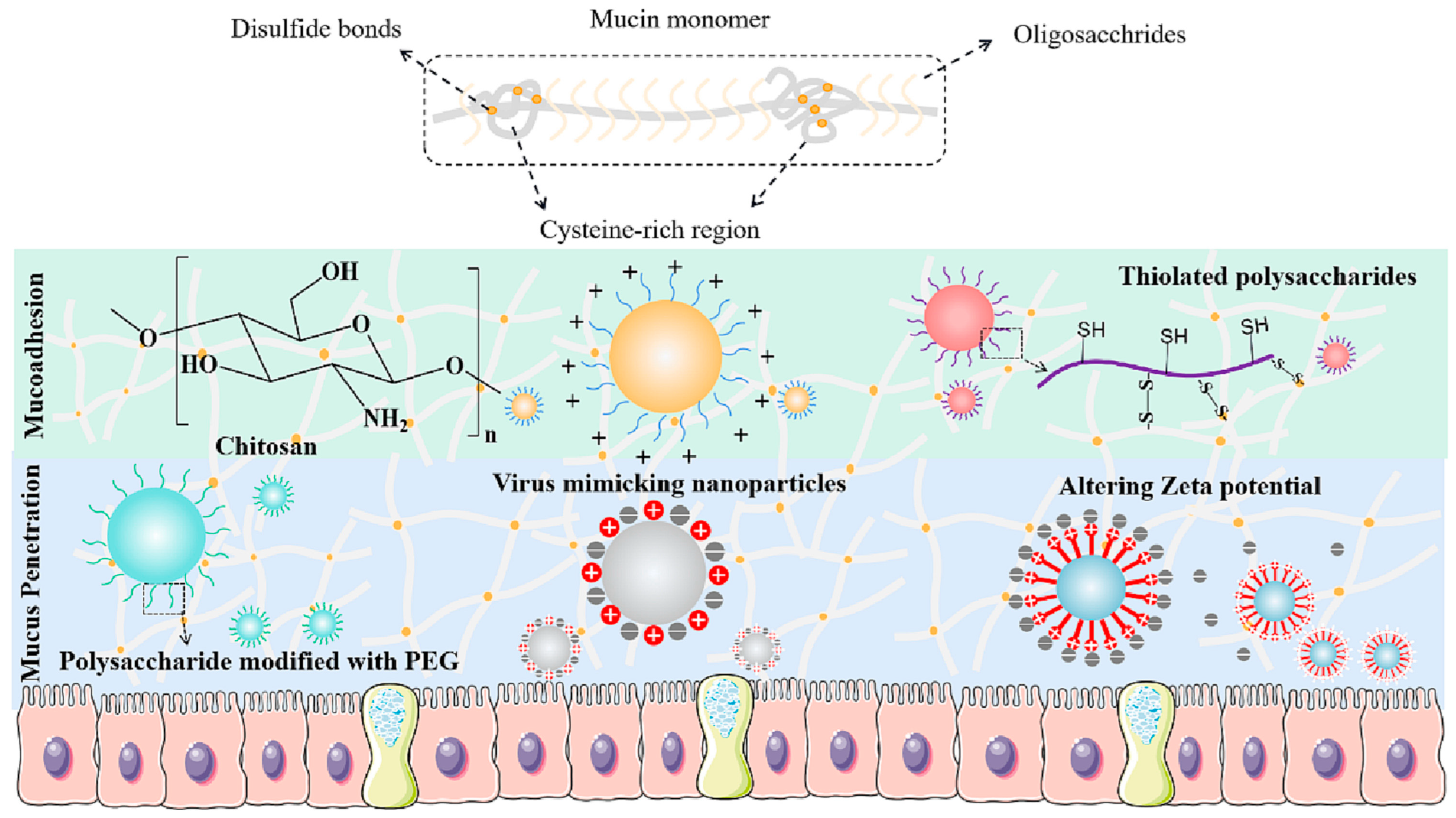 Pharmaceutics 15 02508 g001