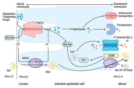 Molecular Insights to the Structure-Interaction