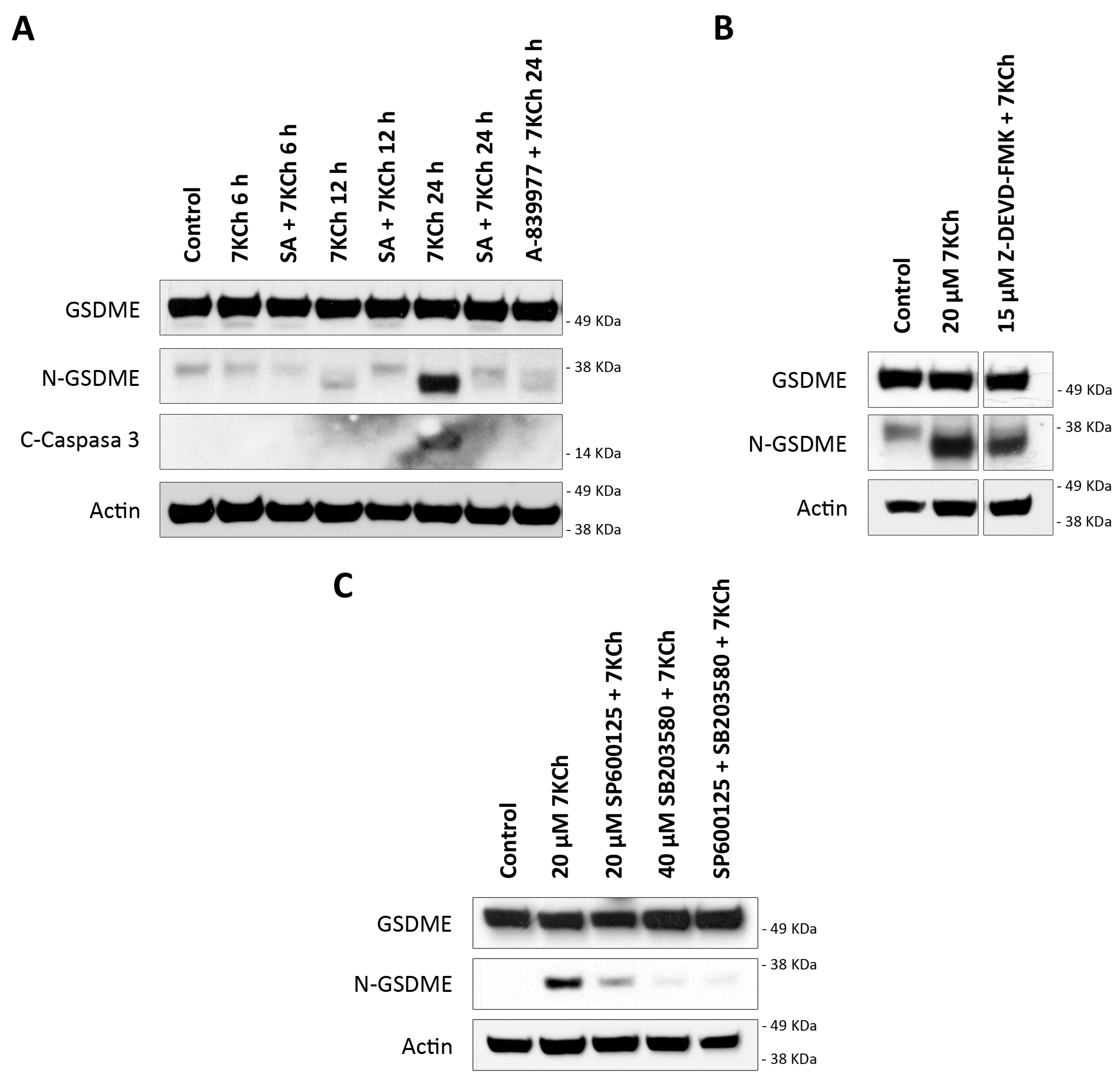Pharmaceutics 15 02590 g010 Pharmaceutics 15 02590 g010