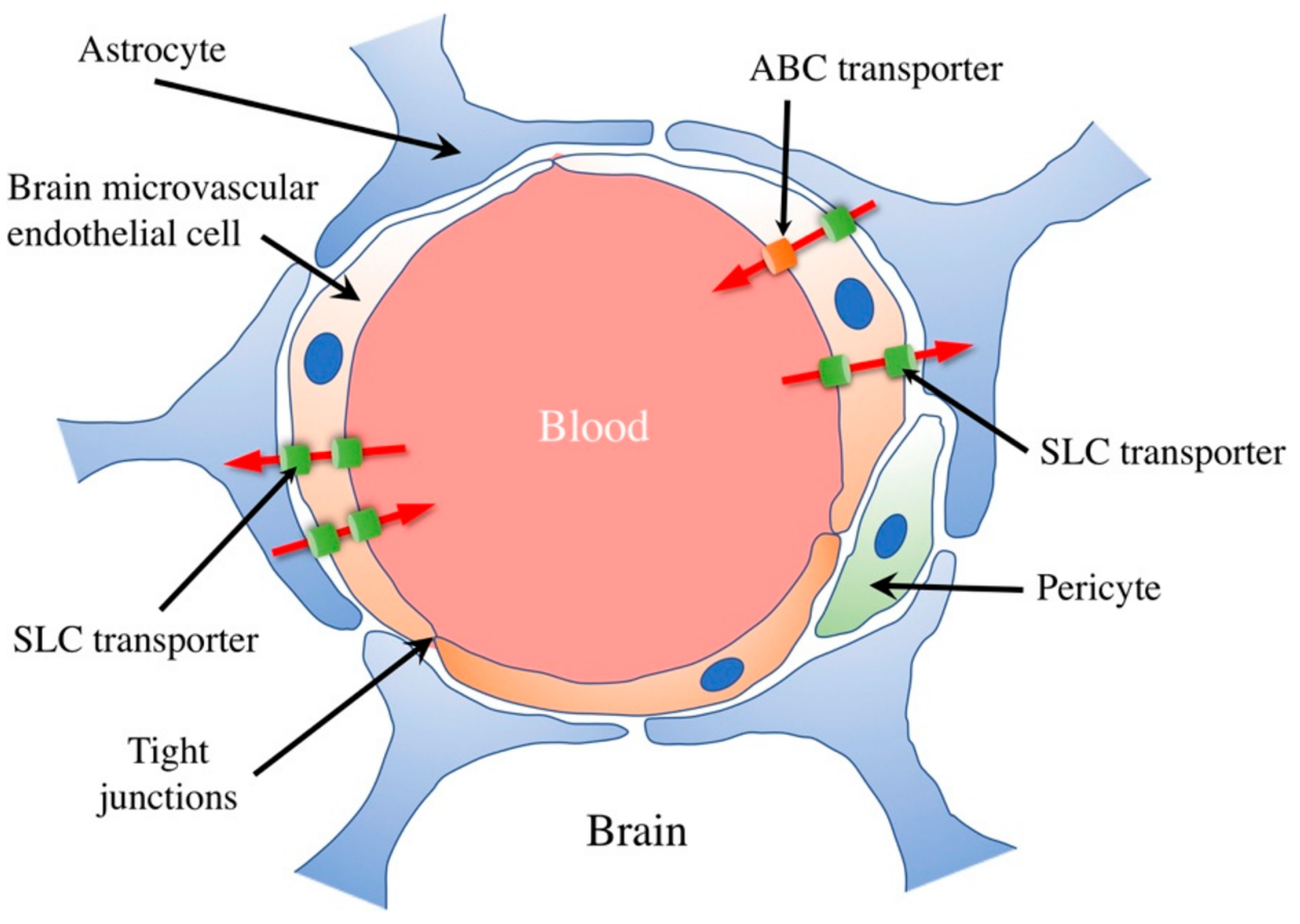 Pharmaceutics Free FullText NonInvasive Drug Delivery across the